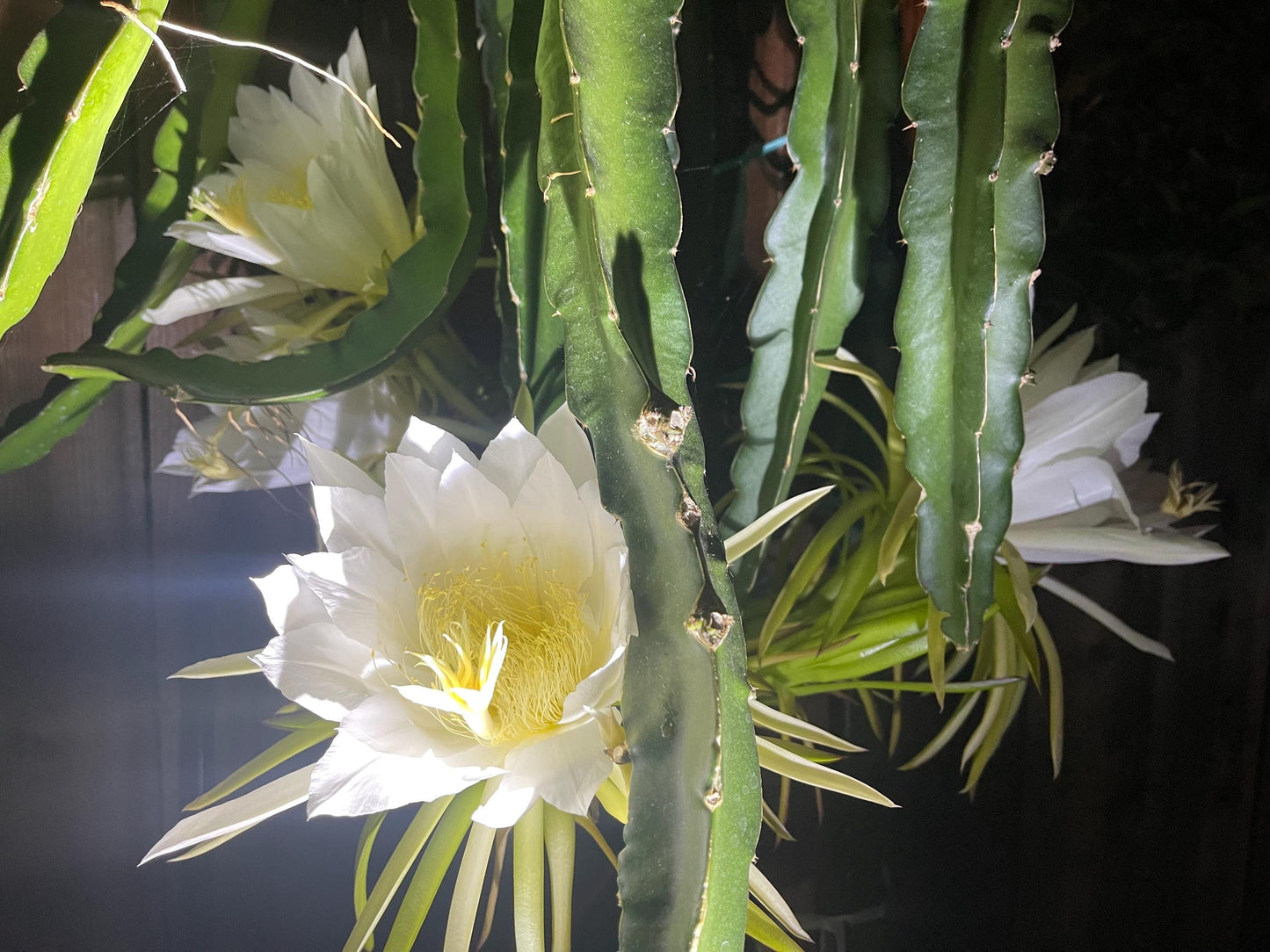White Saphire Dragon Fruit live cutting 12"