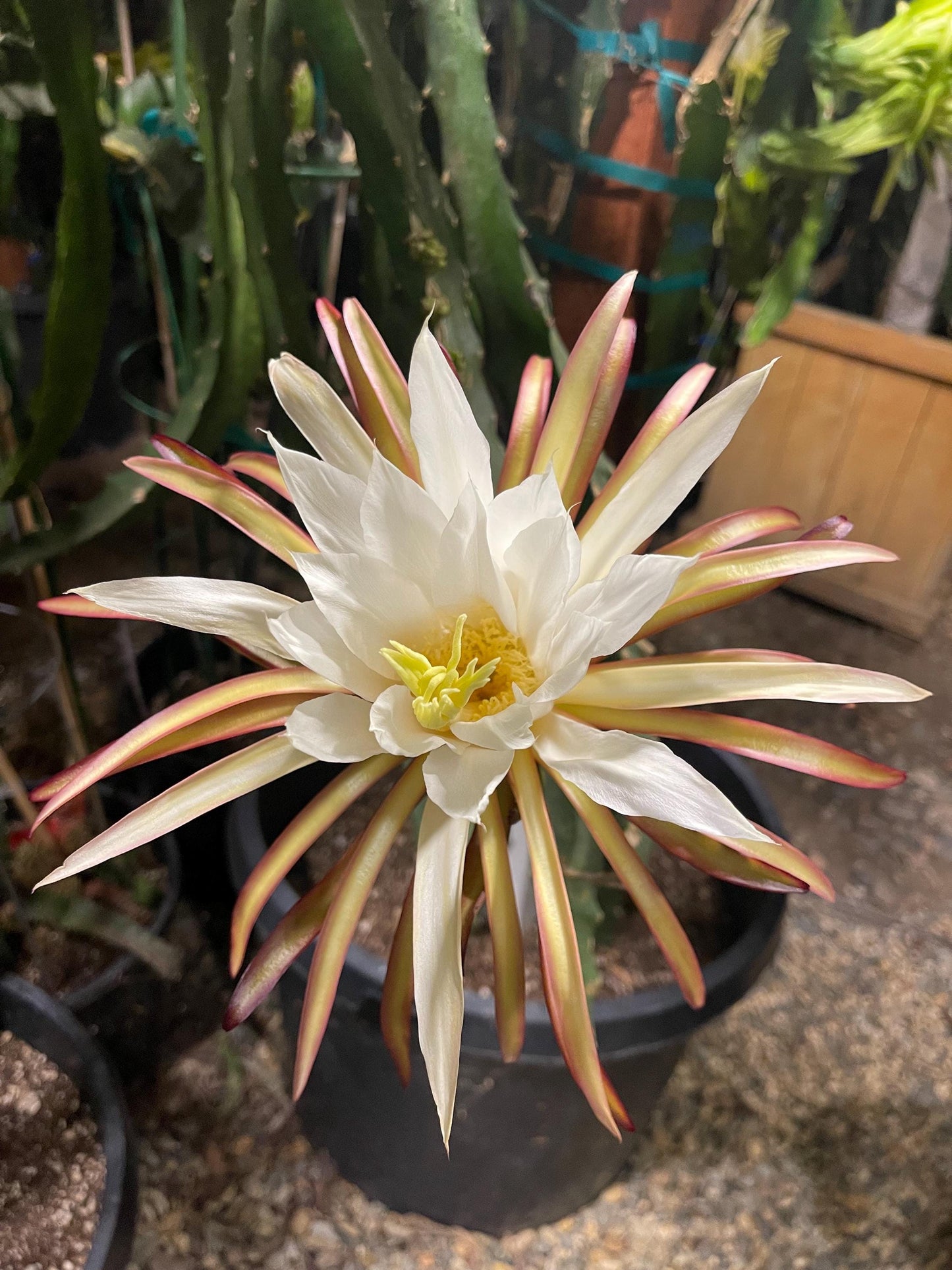 Asunta 5 Starburst Dragon Fruit live cuttings (TLM)