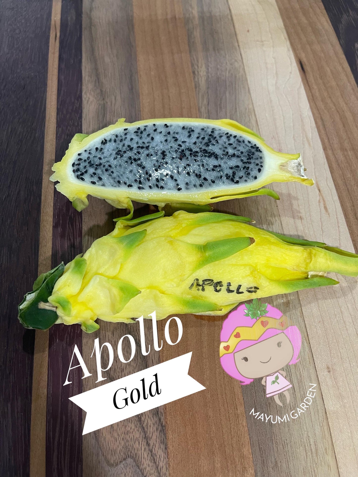 Apollo Gold (aka Apollo Yellow) dragon fruit live plants & cuttings
