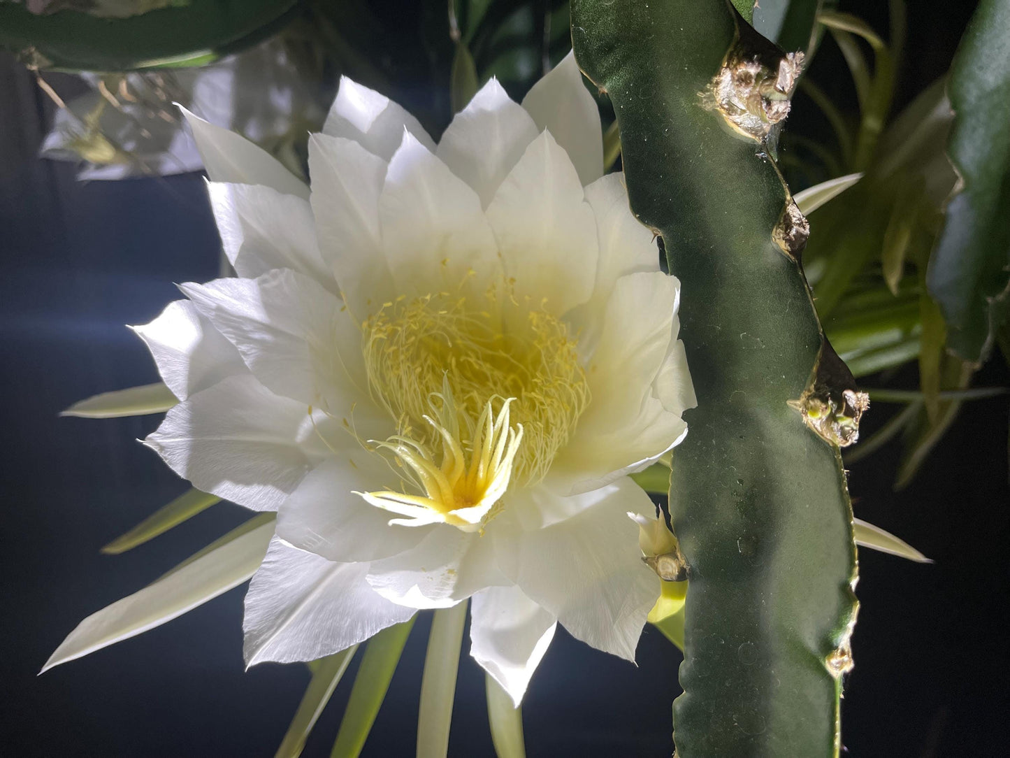 White Saphire Dragon Fruit live cutting 12"