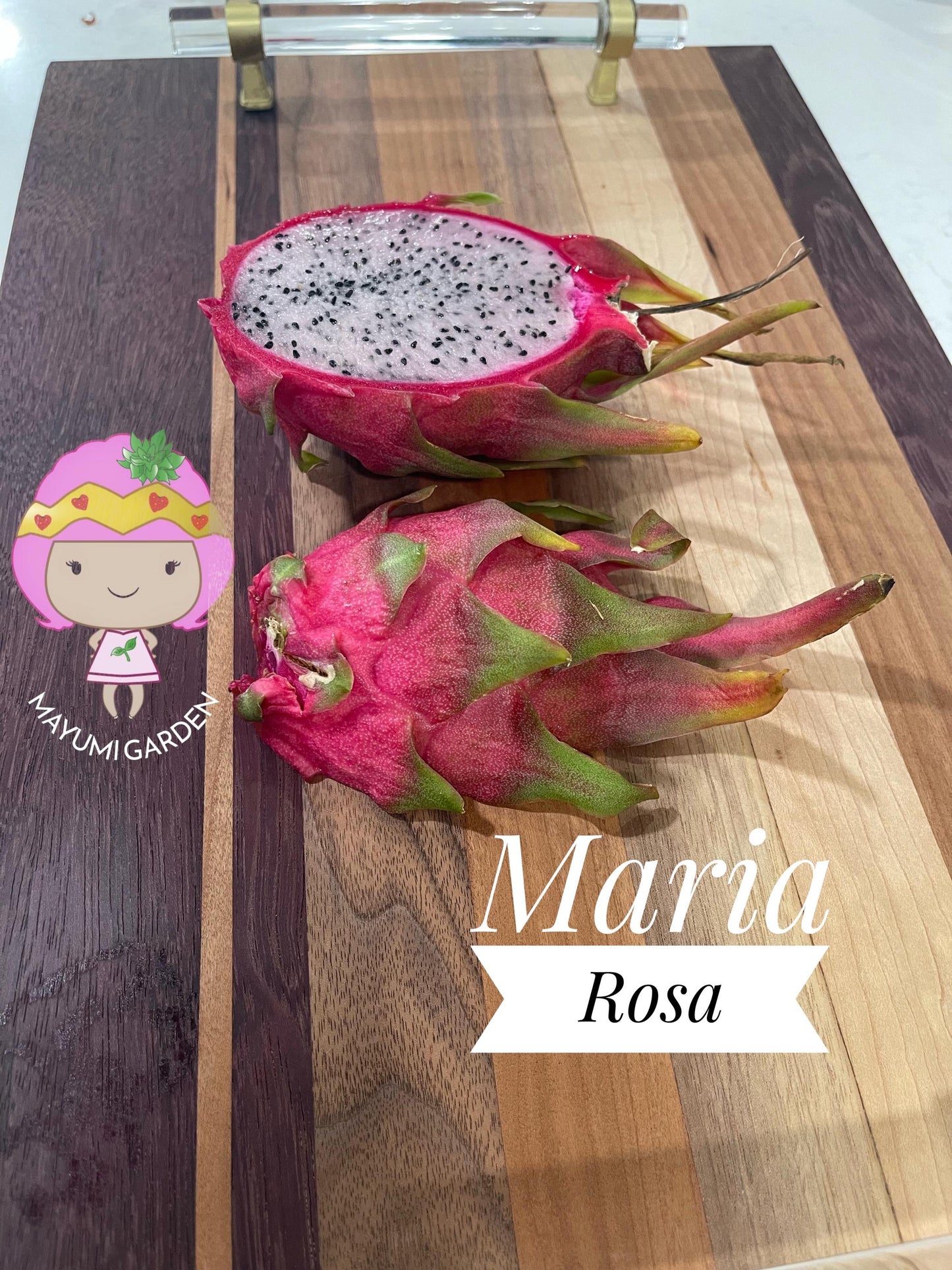 Maria Rosa dragon fruit cutting (12”)