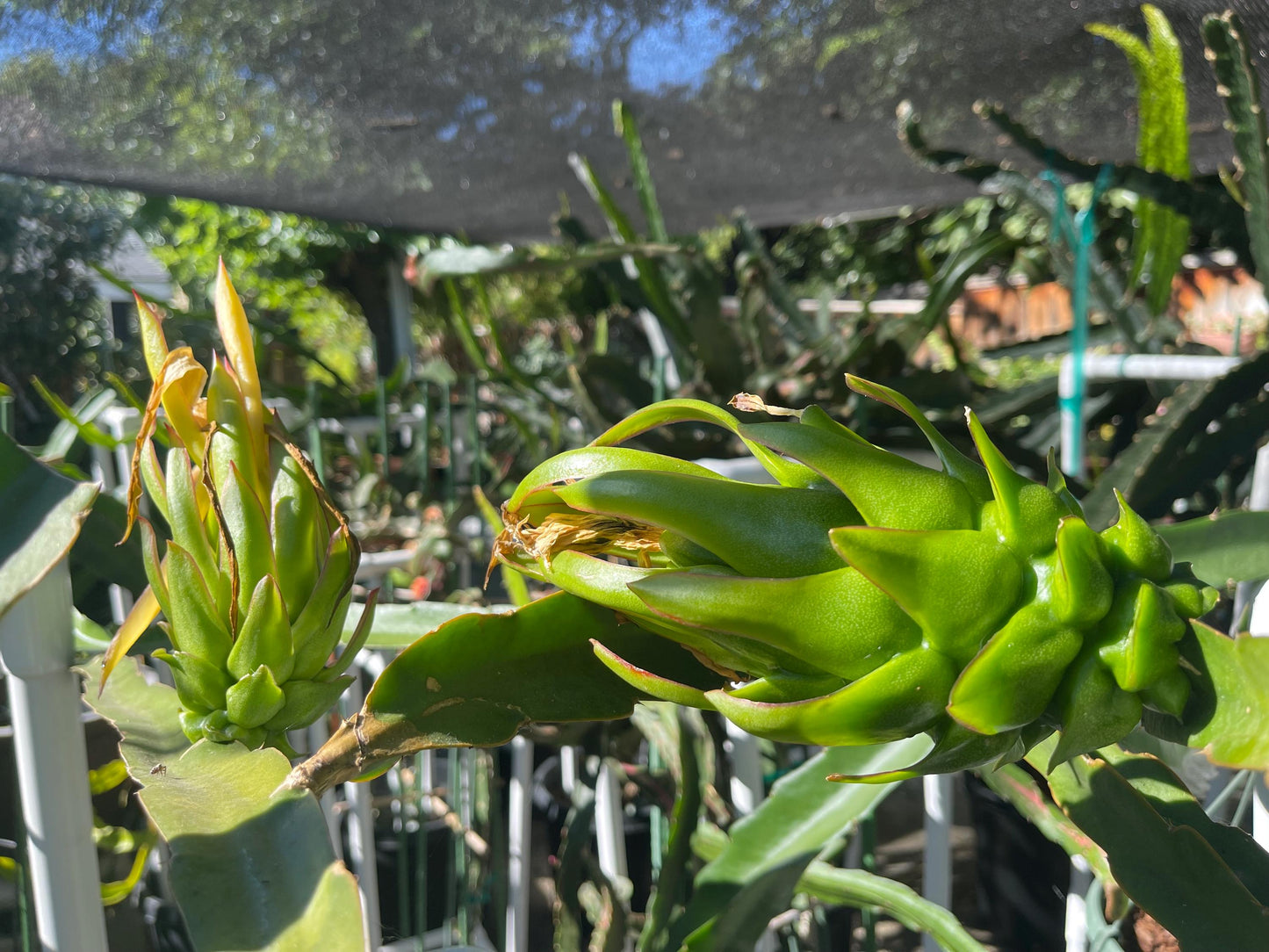 Connie Gee (Don Burnett hybrid) dragon fruit cuttings (12" or longer)