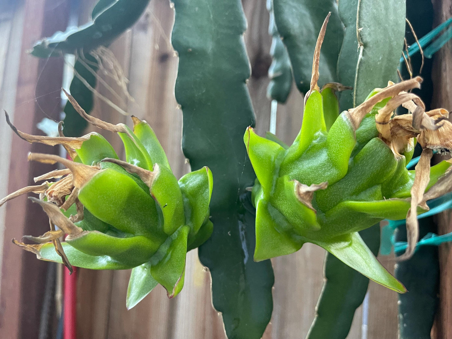 White Saphire Dragon Fruit live cutting 12"
