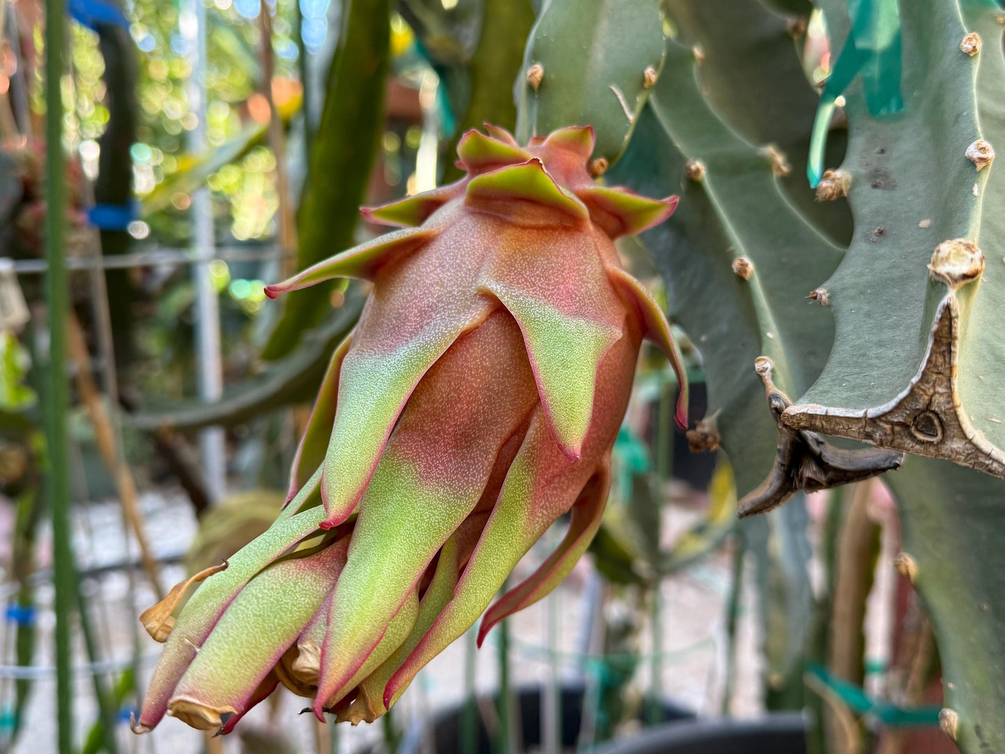 Asunta 5 Starburst Dragon Fruit live cuttings (TLM)