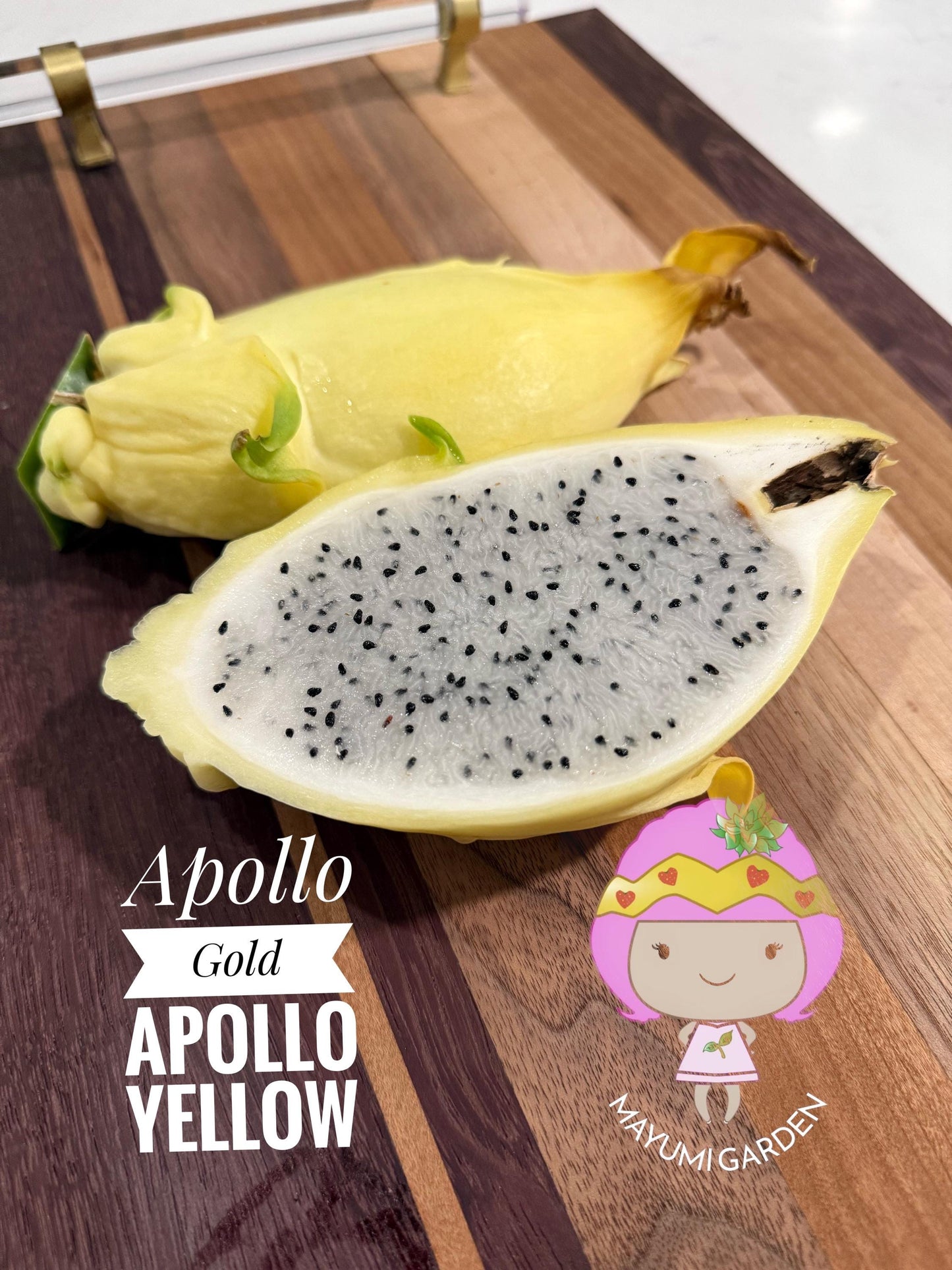 Apollo Gold (aka Apollo Yellow) dragon fruit live plants & cuttings