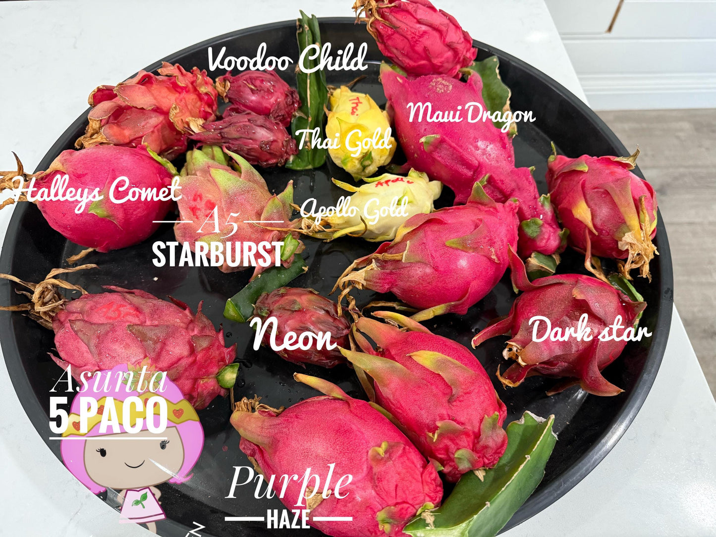 Asunta 5 Starburst Dragon Fruit live cuttings (TLM)