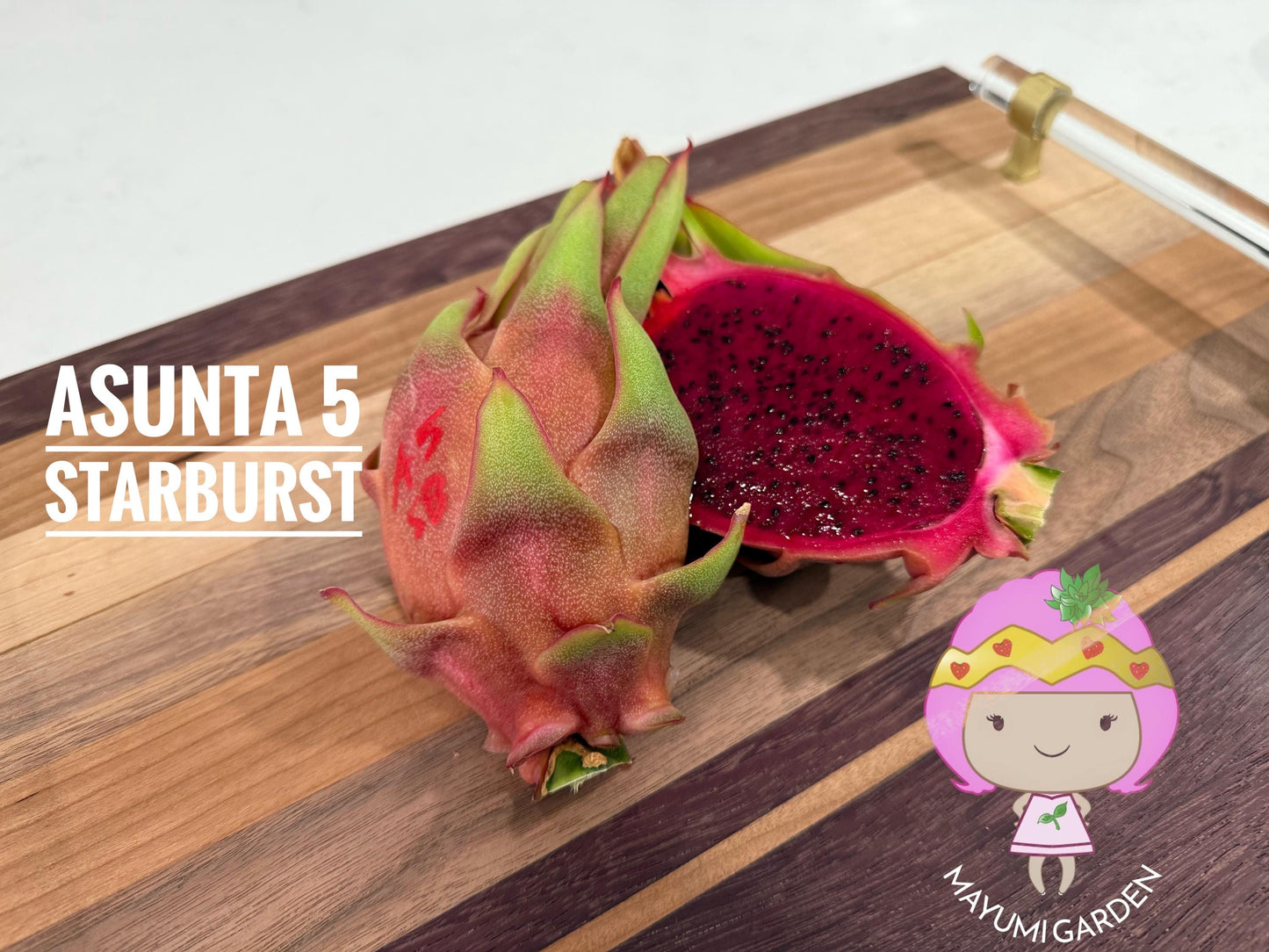 Asunta 5 Starburst Dragon Fruit live cuttings (TLM)