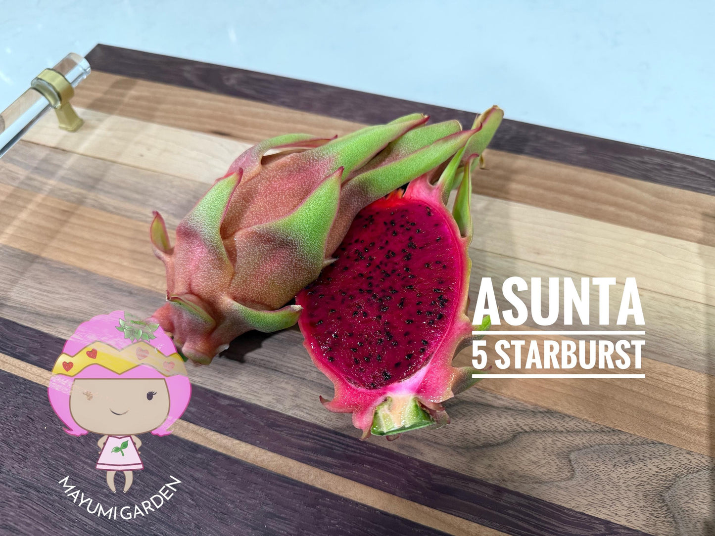 Asunta 5 Starburst Dragon Fruit live cuttings (TLM)