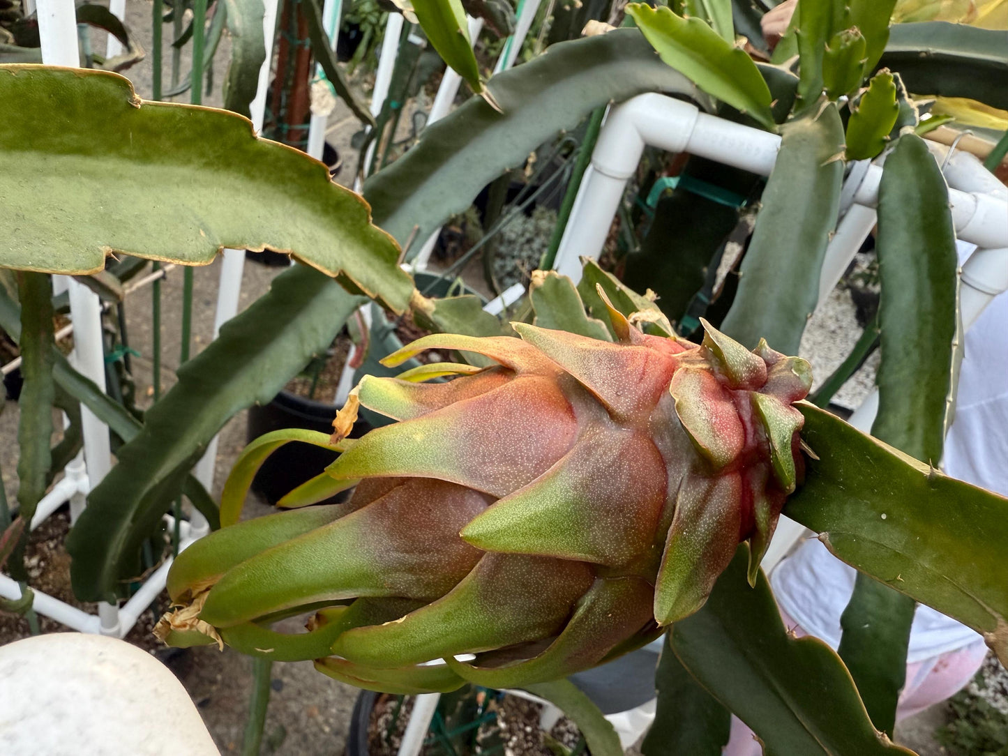 Connie Gee (Don Burnett hybrid) dragon fruit cuttings (12" or longer)