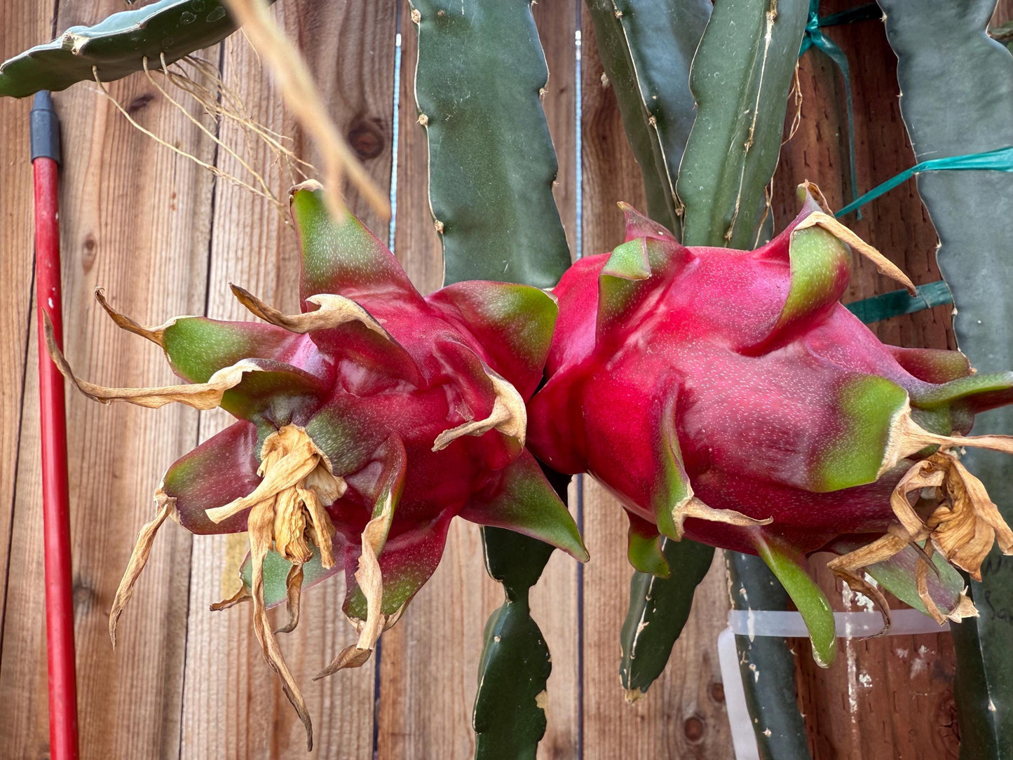 White Saphire Dragon Fruit live cutting 12"