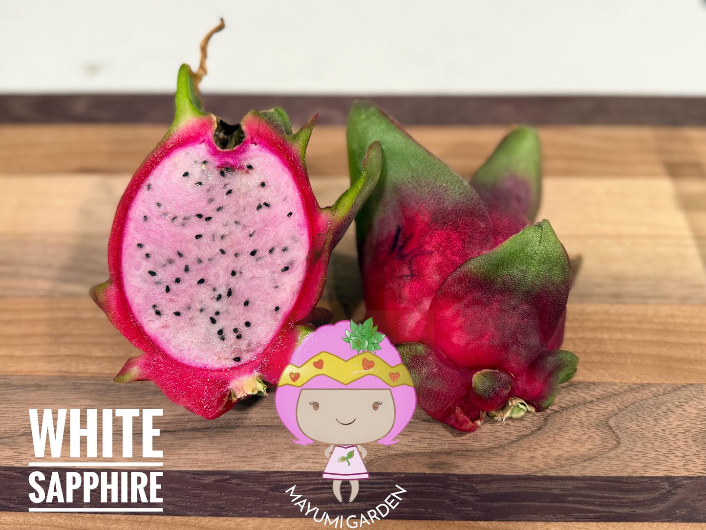 White Saphire Dragon Fruit live cutting 12"