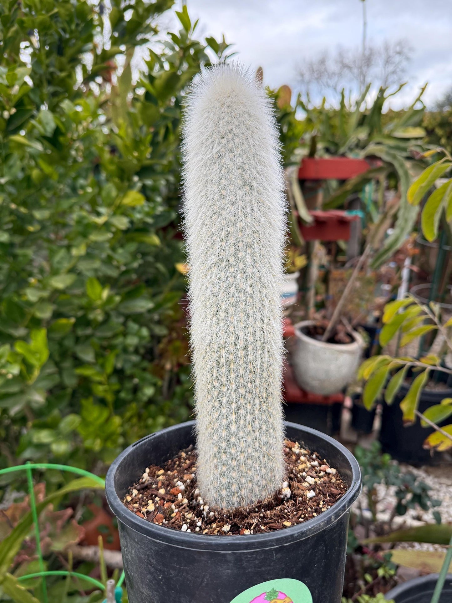 Cleistocactus strausii ‘Silver torch’, Cactus, Live Plant