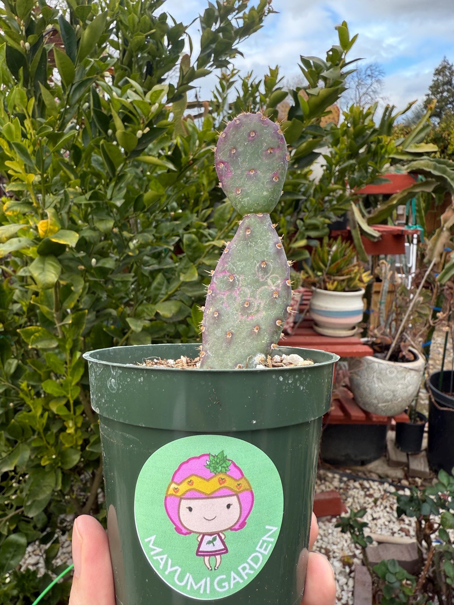 Opuntia x basilaris ‘Baby Rita prickly pear’, Cactus, Live plant
