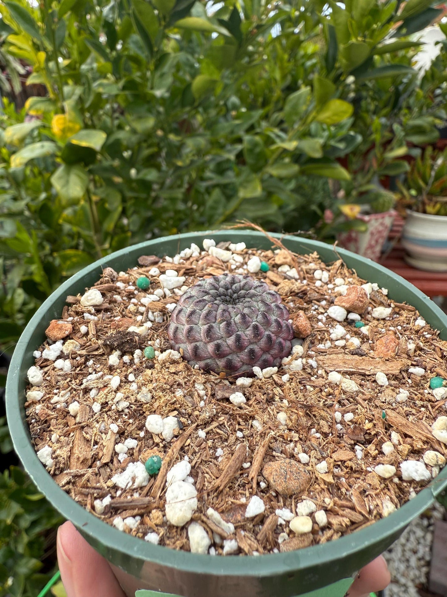Sulcorebutia rauschii, Cactus, Live plant
