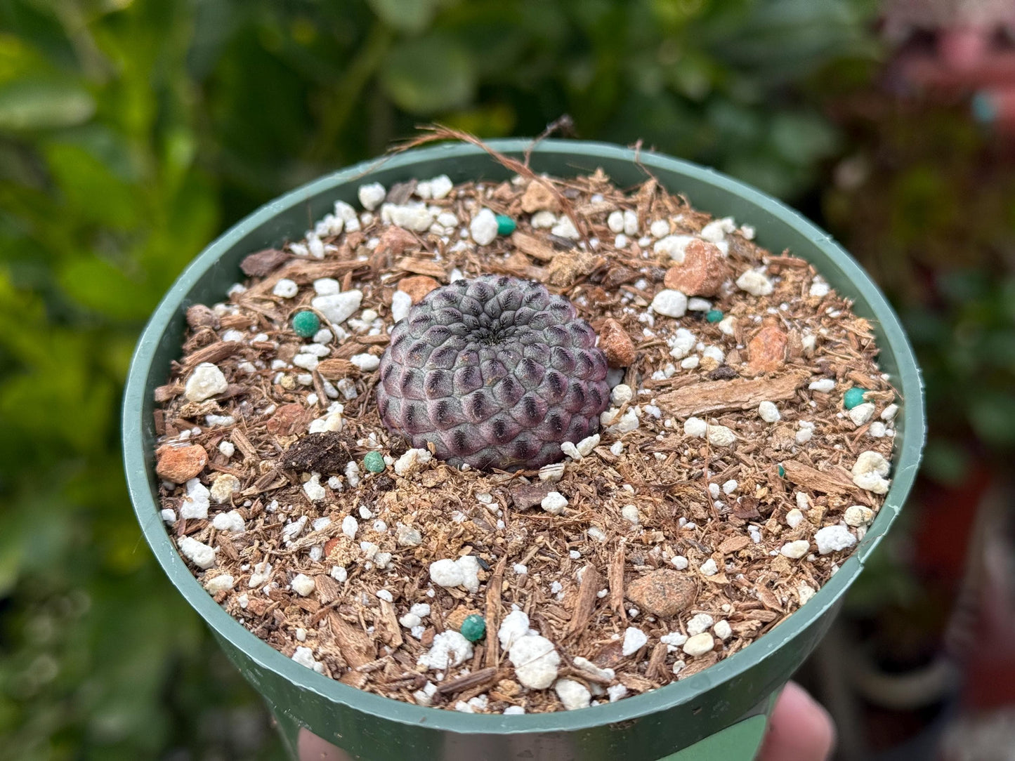 Sulcorebutia rauschii, Cactus, Live plant