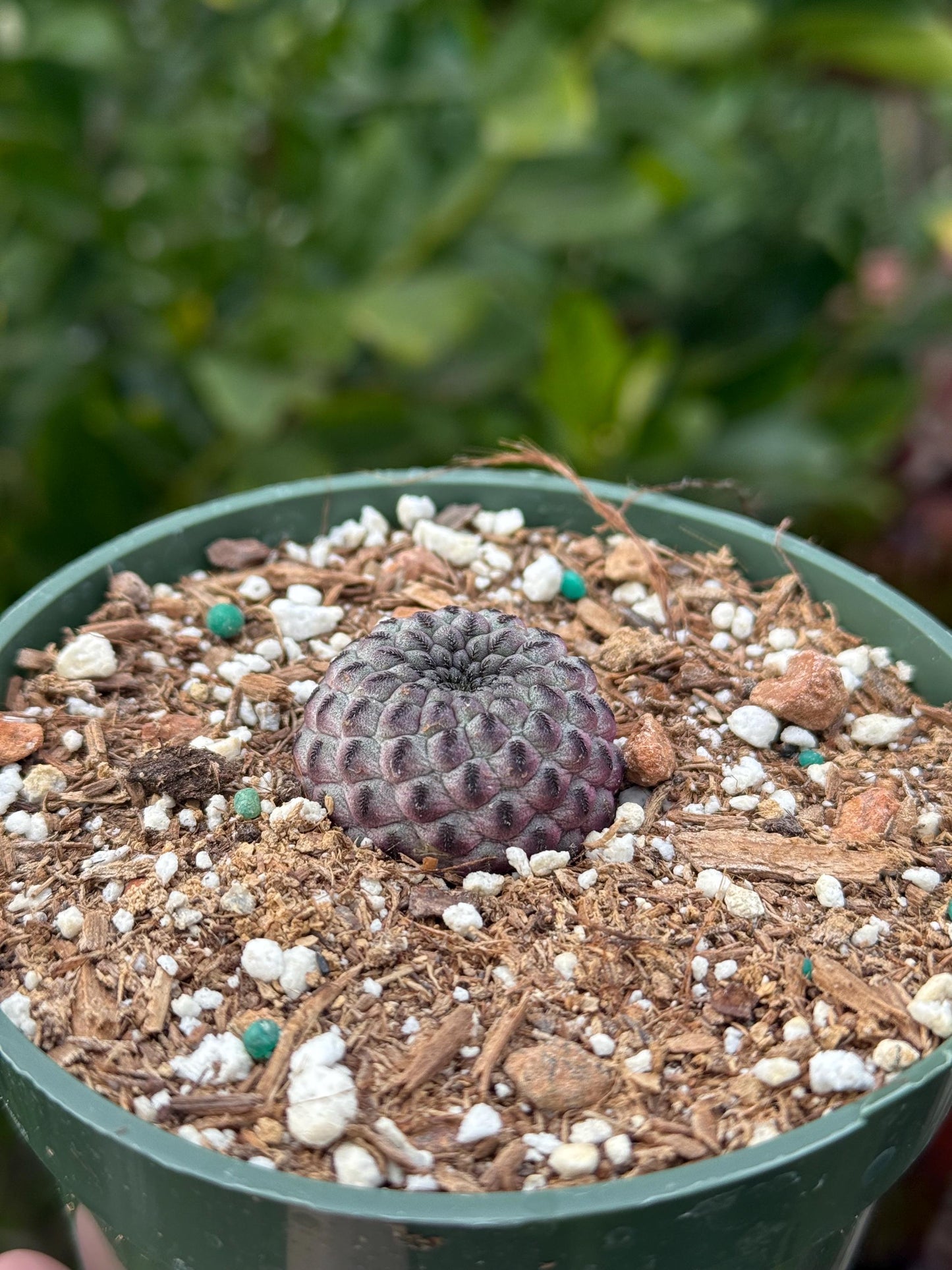 Sulcorebutia rauschii, Cactus, Live plant