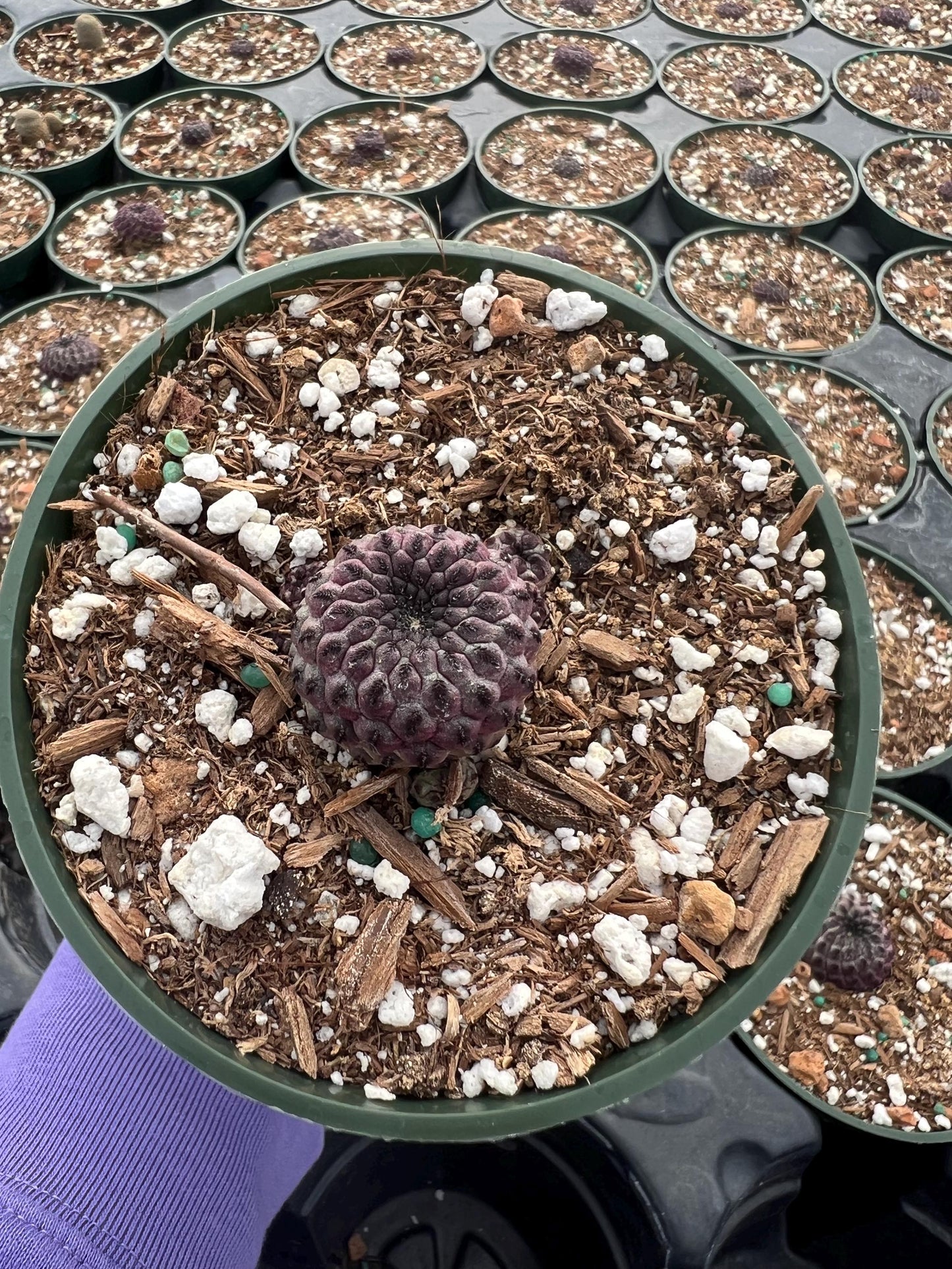 Sulcorebutia rauschii, Cactus, Live plant