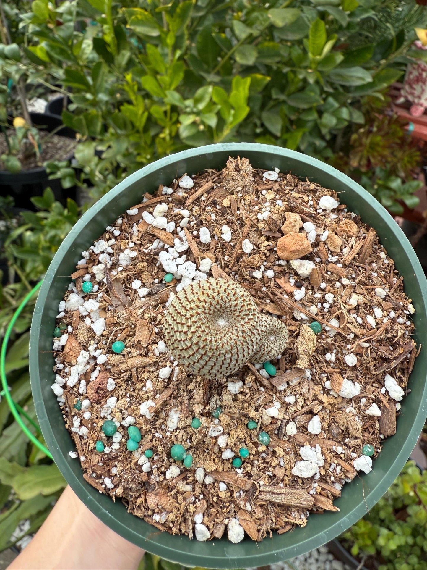 Rebutia heliosa, Cactus, Live plant