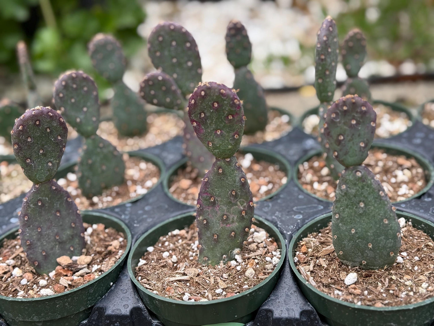 Opuntia x basilaris ‘Baby Rita prickly pear’, Cactus, Live plant