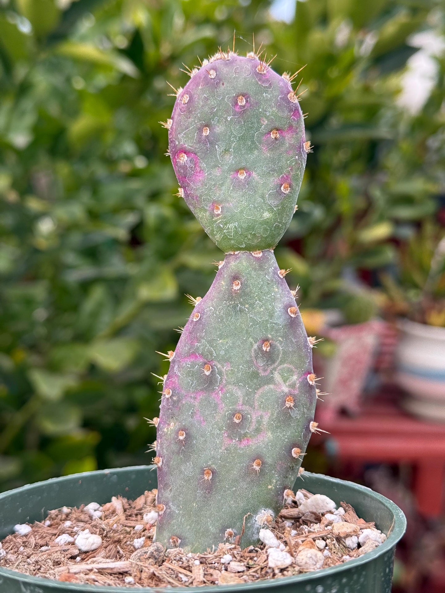 Opuntia x basilaris ‘Baby Rita prickly pear’, Cactus, Live plant