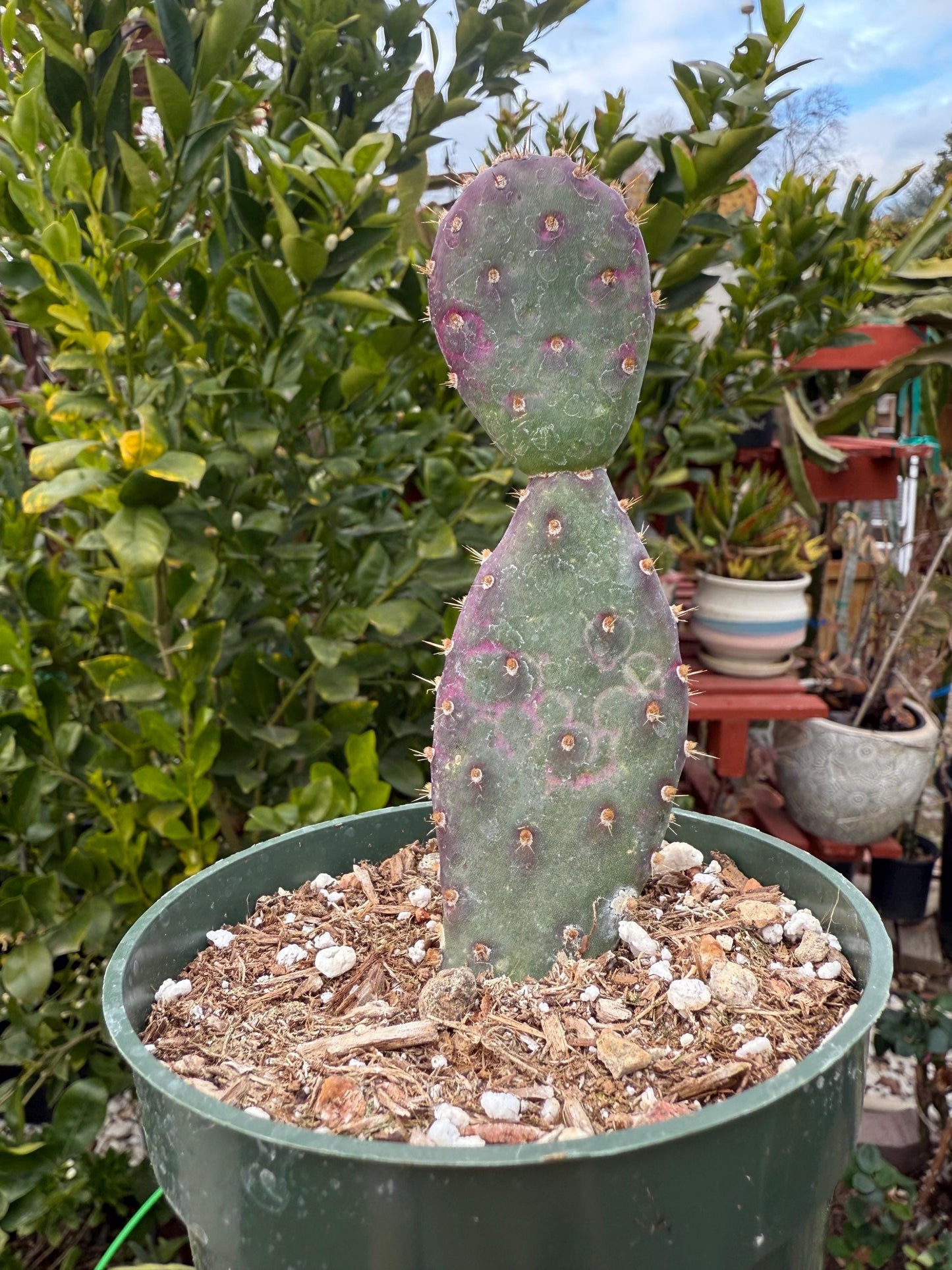 Opuntia x basilaris ‘Baby Rita prickly pear’, Cactus, Live plant
