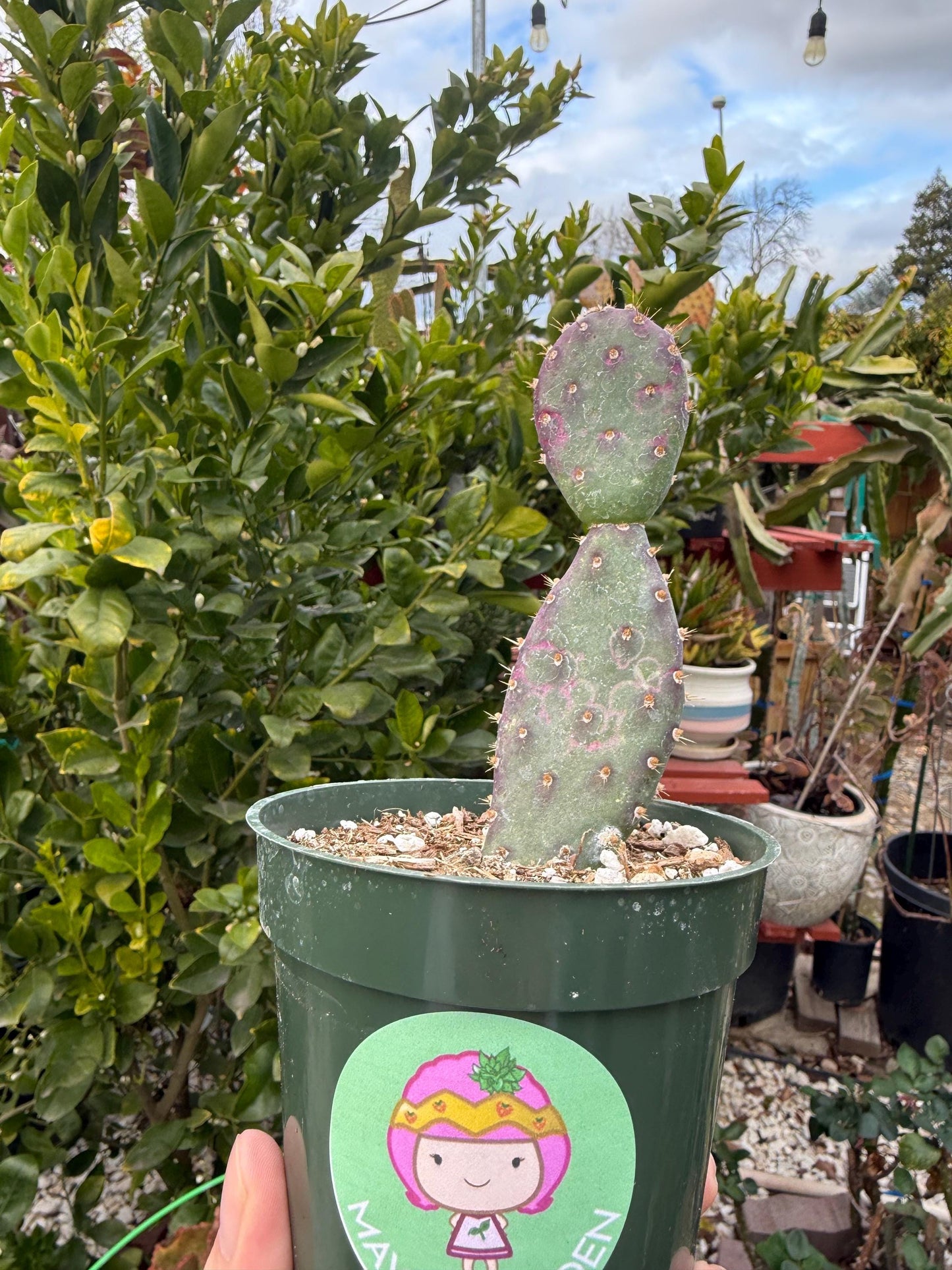 Opuntia x basilaris ‘Baby Rita prickly pear’, Cactus, Live plant