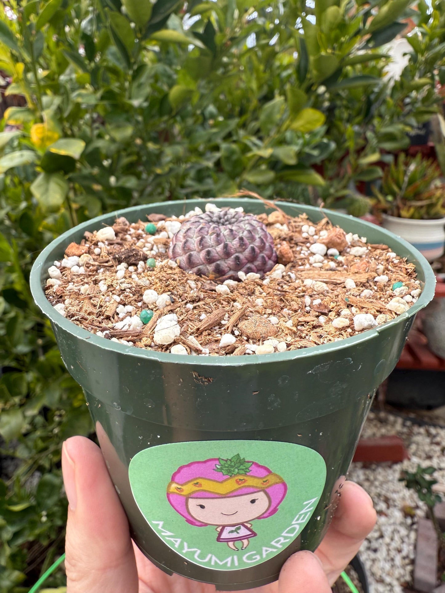 Sulcorebutia rauschii, Cactus, Live plant