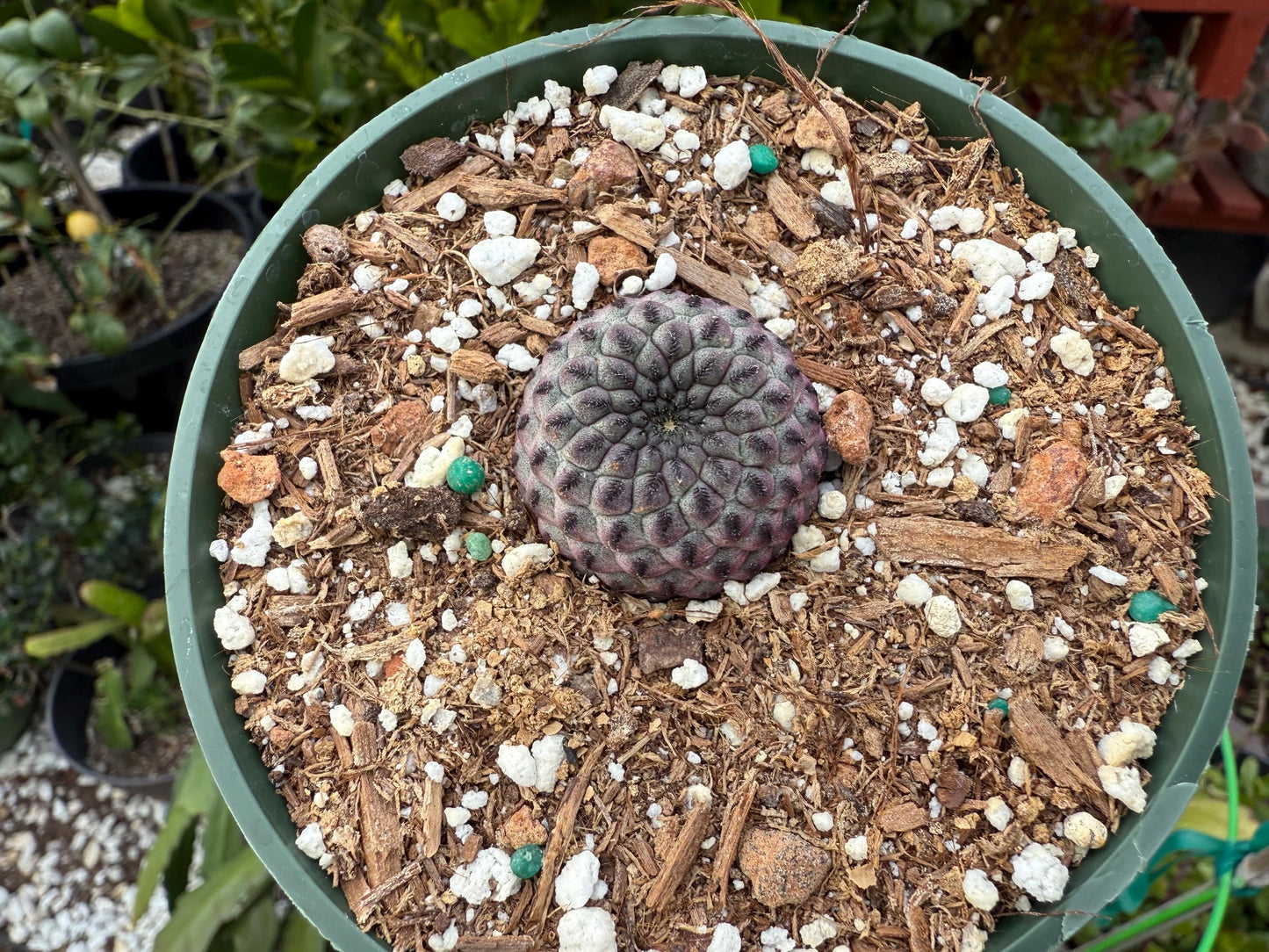 Sulcorebutia rauschii, Cactus, Live plant