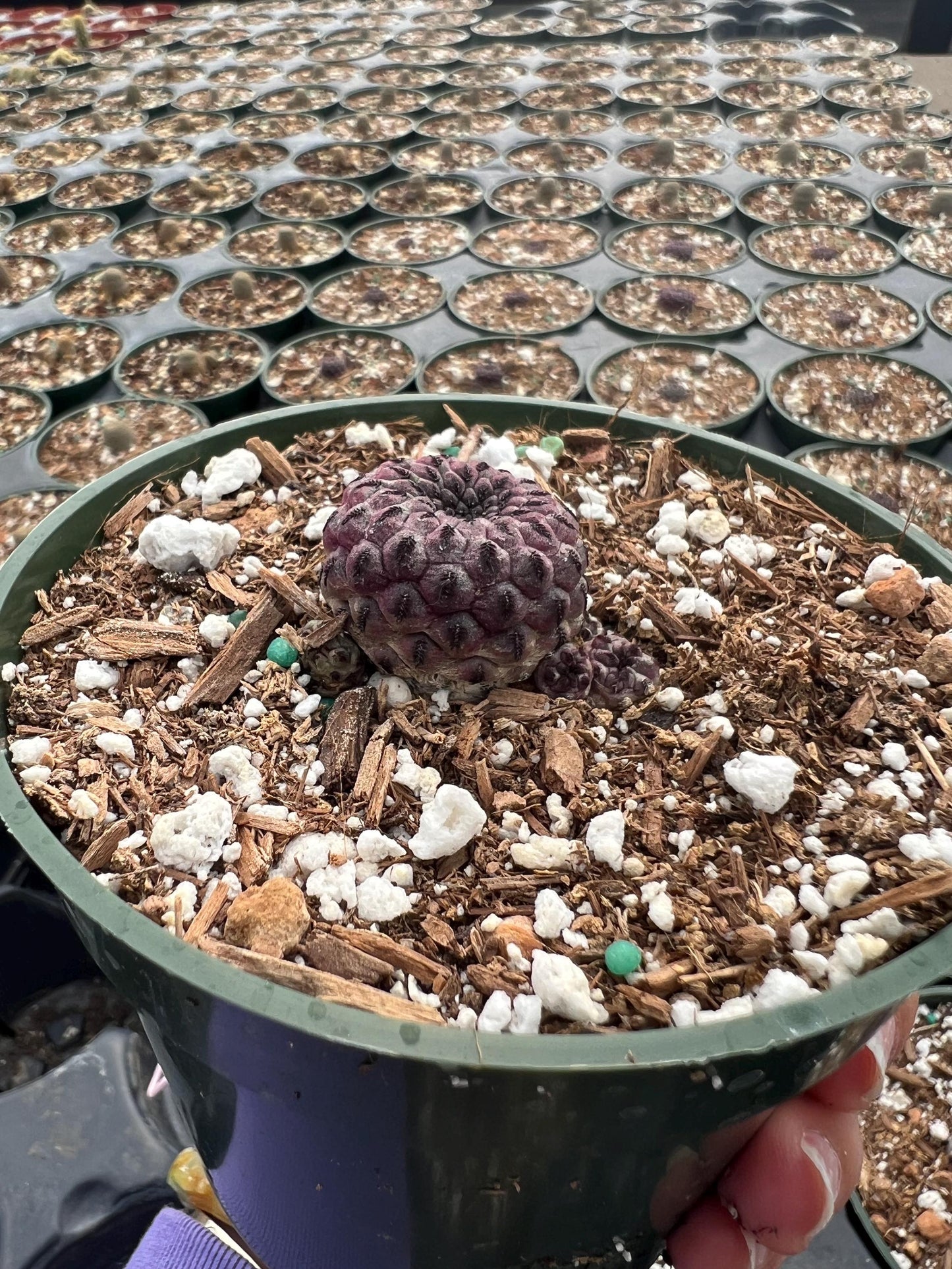 Sulcorebutia rauschii, Cactus, Live plant