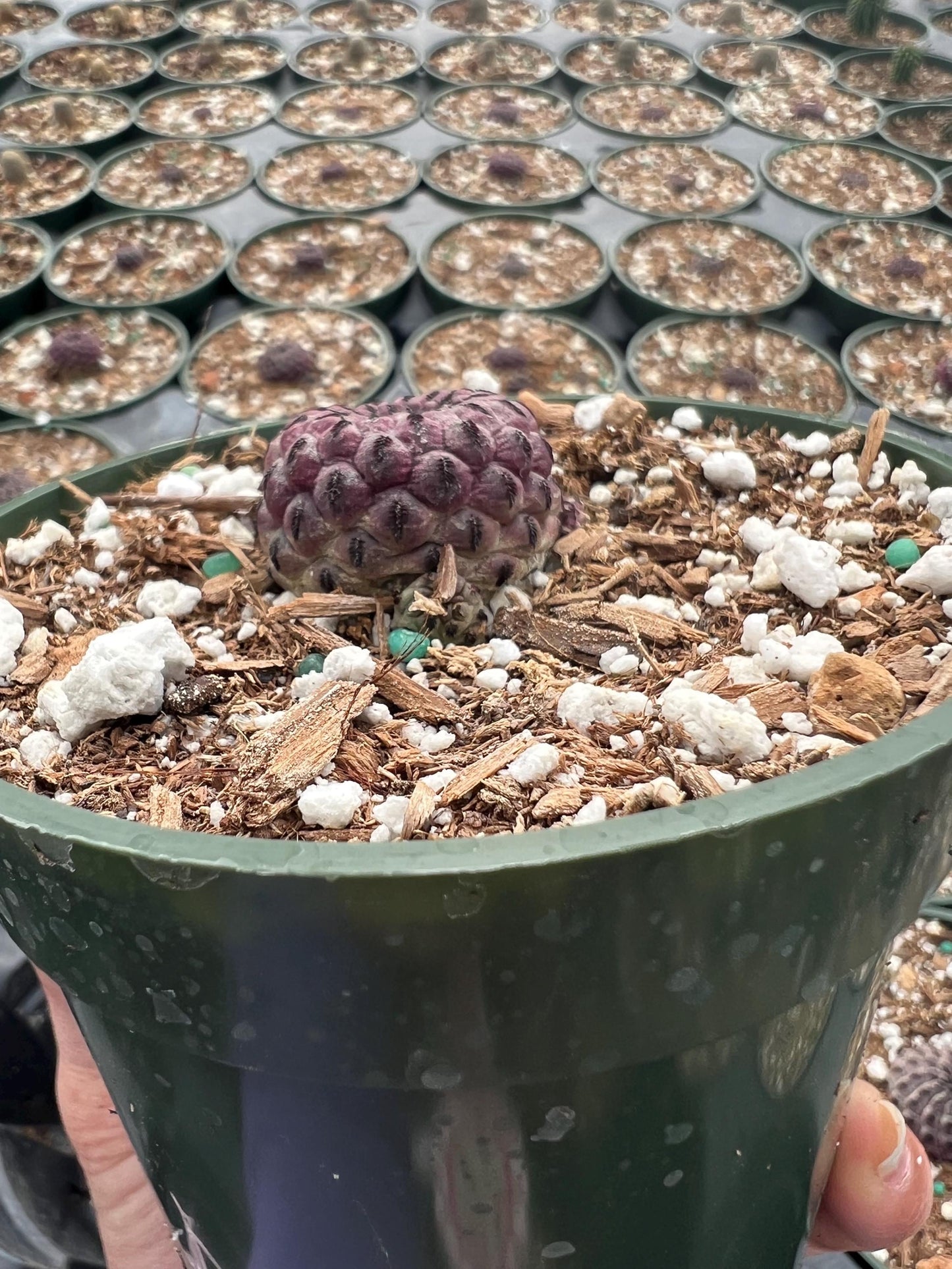 Sulcorebutia rauschii, Cactus, Live plant