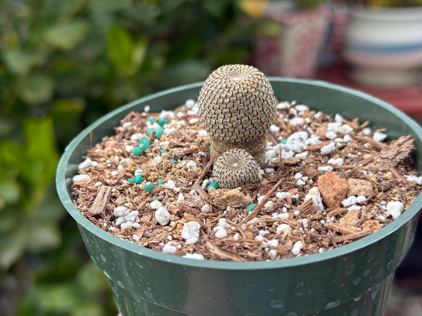 Rebutia heliosa, Cactus, Live plant