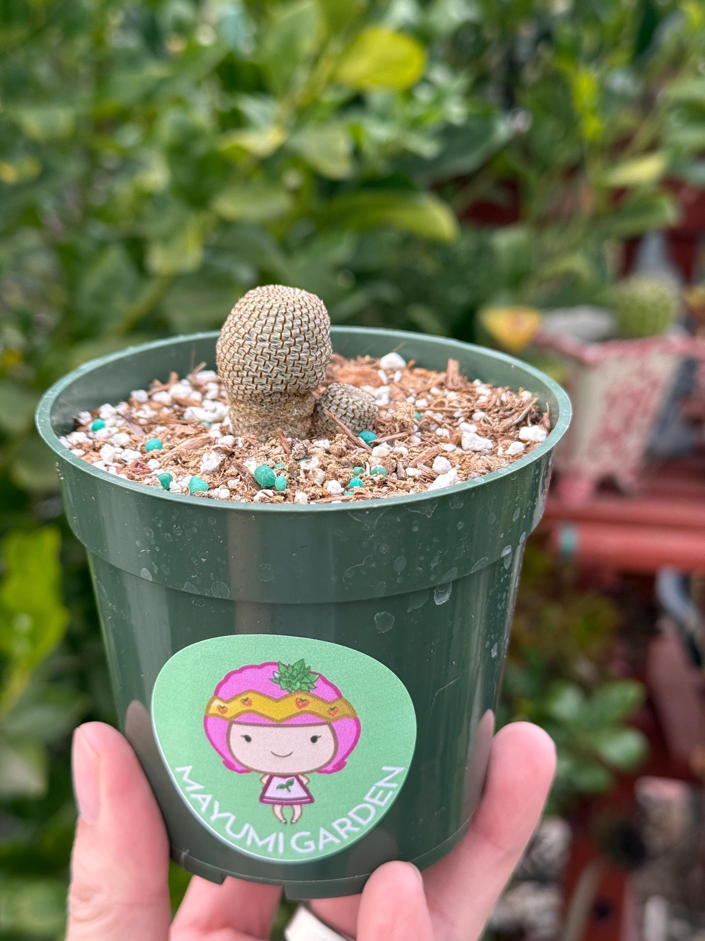 Rebutia heliosa, Cactus, Live plant