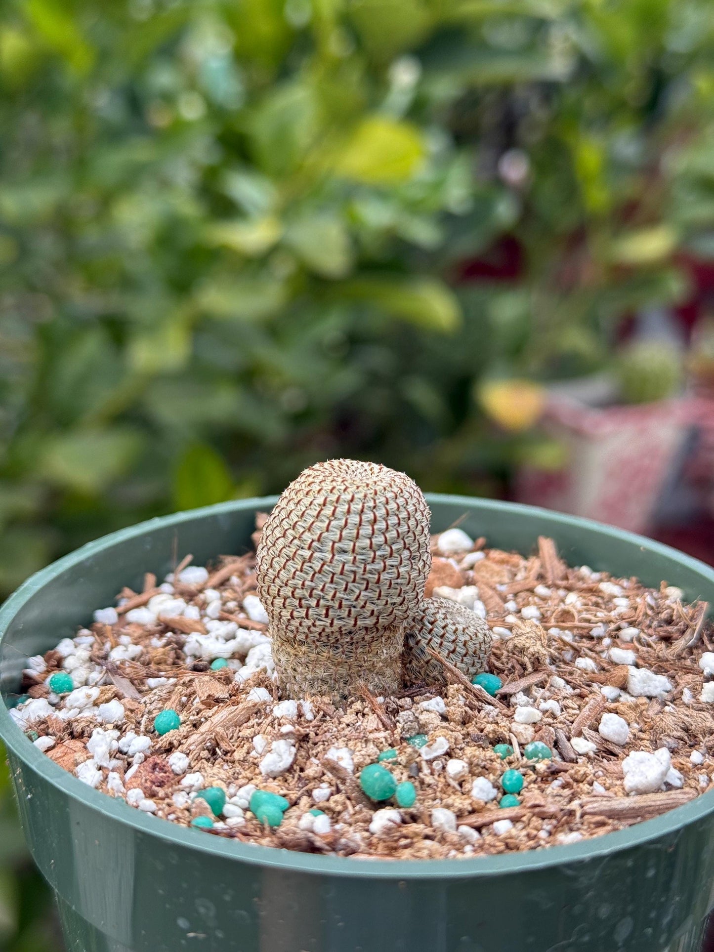 Rebutia heliosa, Cactus, Live plant
