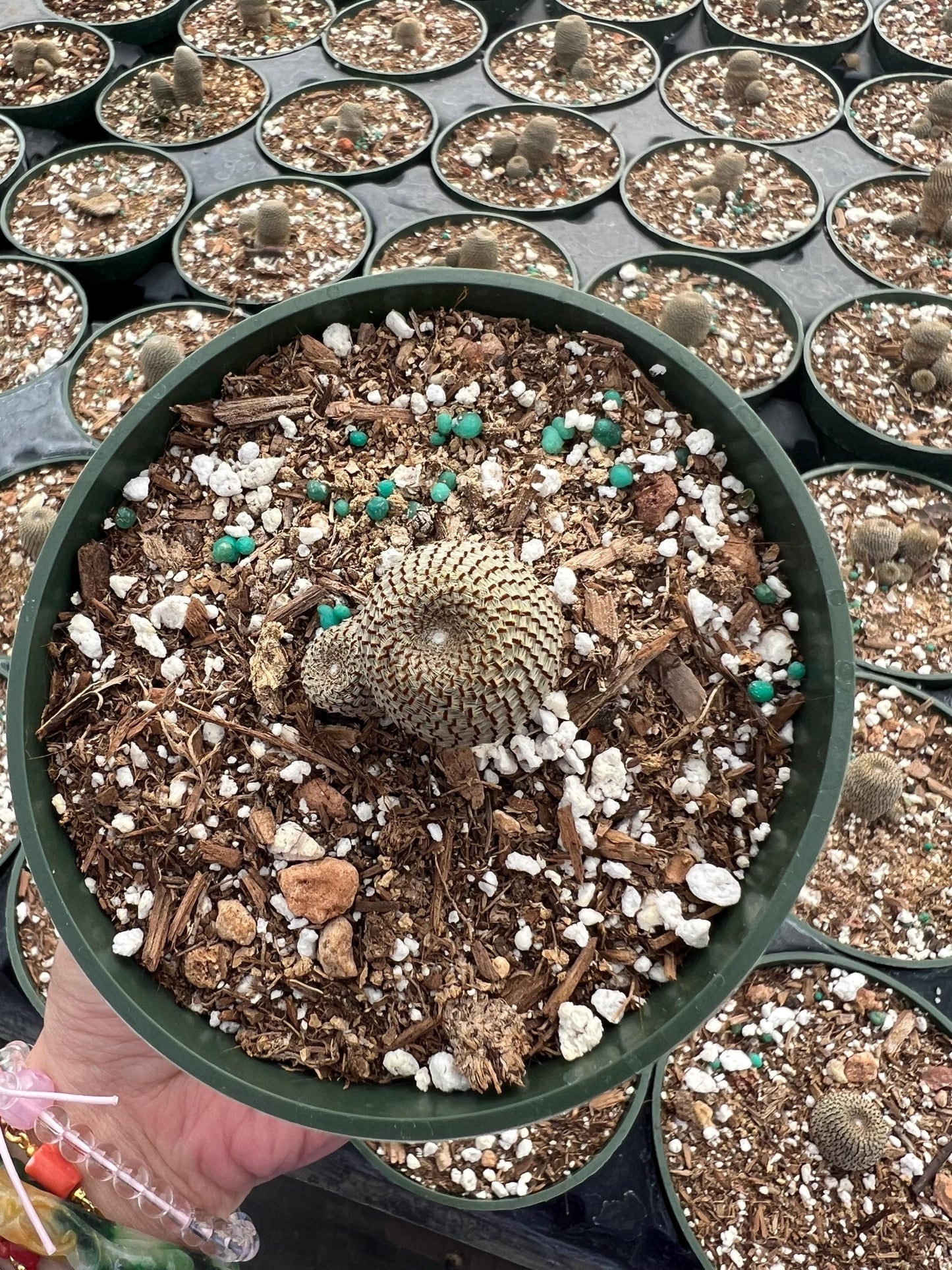 Rebutia heliosa, Cactus, Live plant