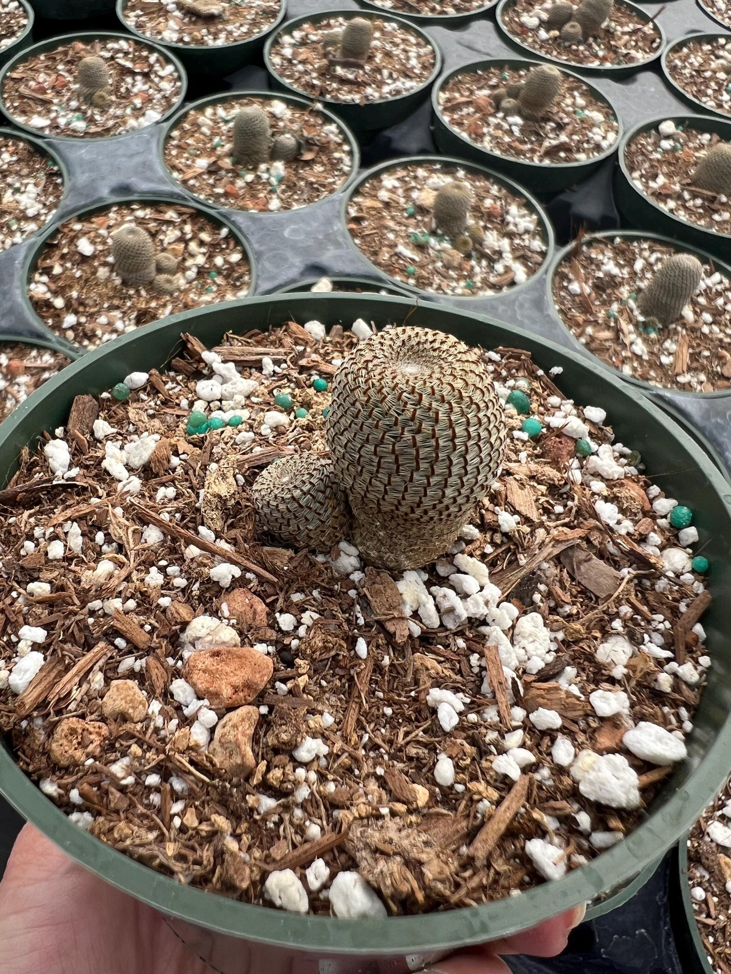 Rebutia heliosa, Cactus, Live plant