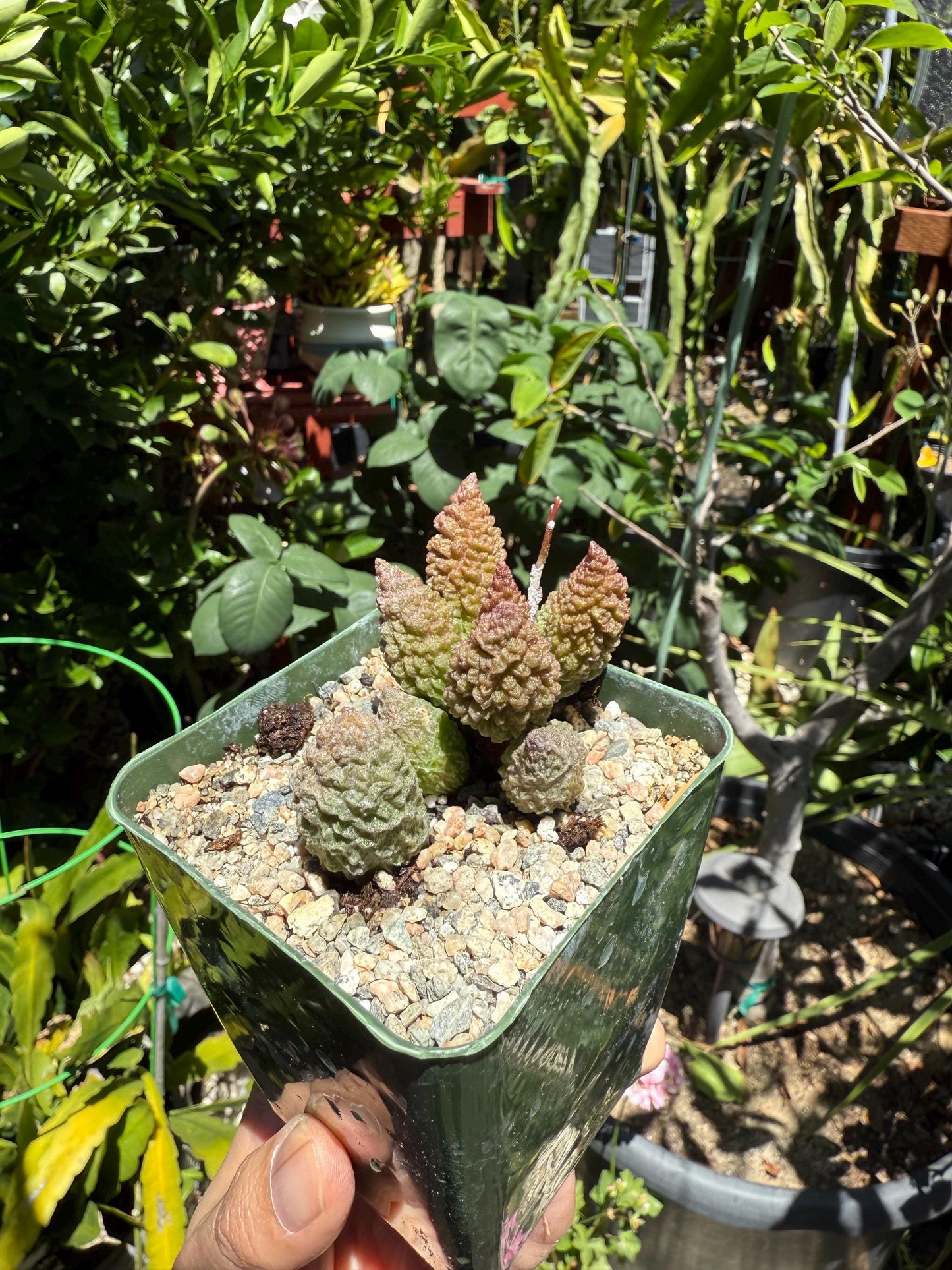 Adromischus marianiae herrei, ‘Red Coral’, Live Plant, 4-inch pot