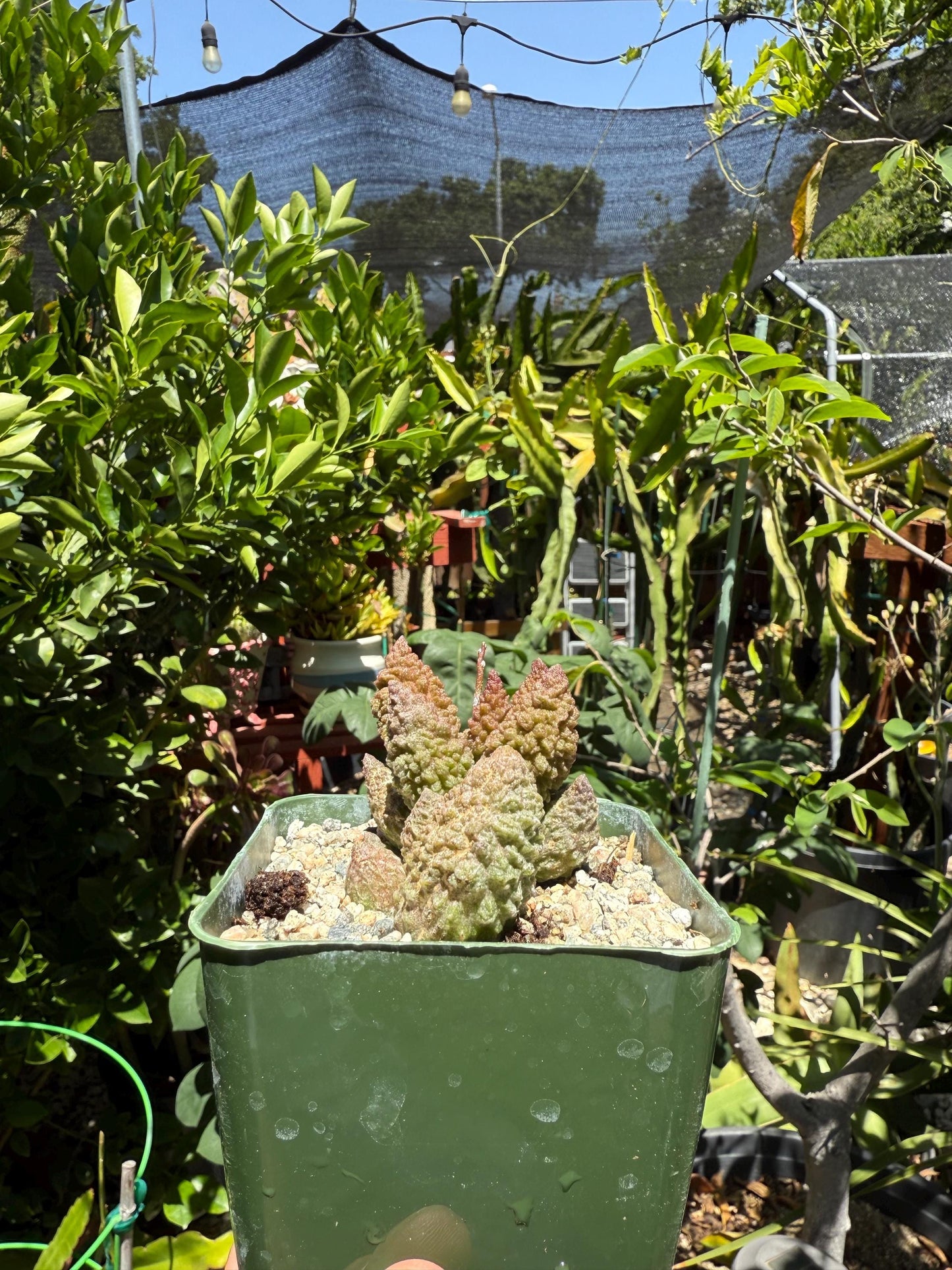 Adromischus marianiae herrei, ‘Red Coral’, Live Plant, 4-inch pot