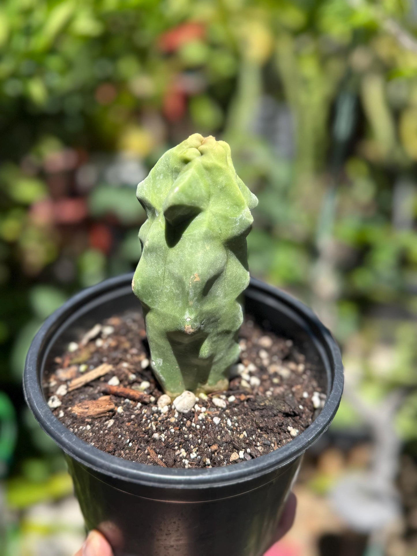 Pachycereus Schottii Monstrosus (Totem Pole) Cactus ROOTED Live Plant Thornless 5" to 7" tall