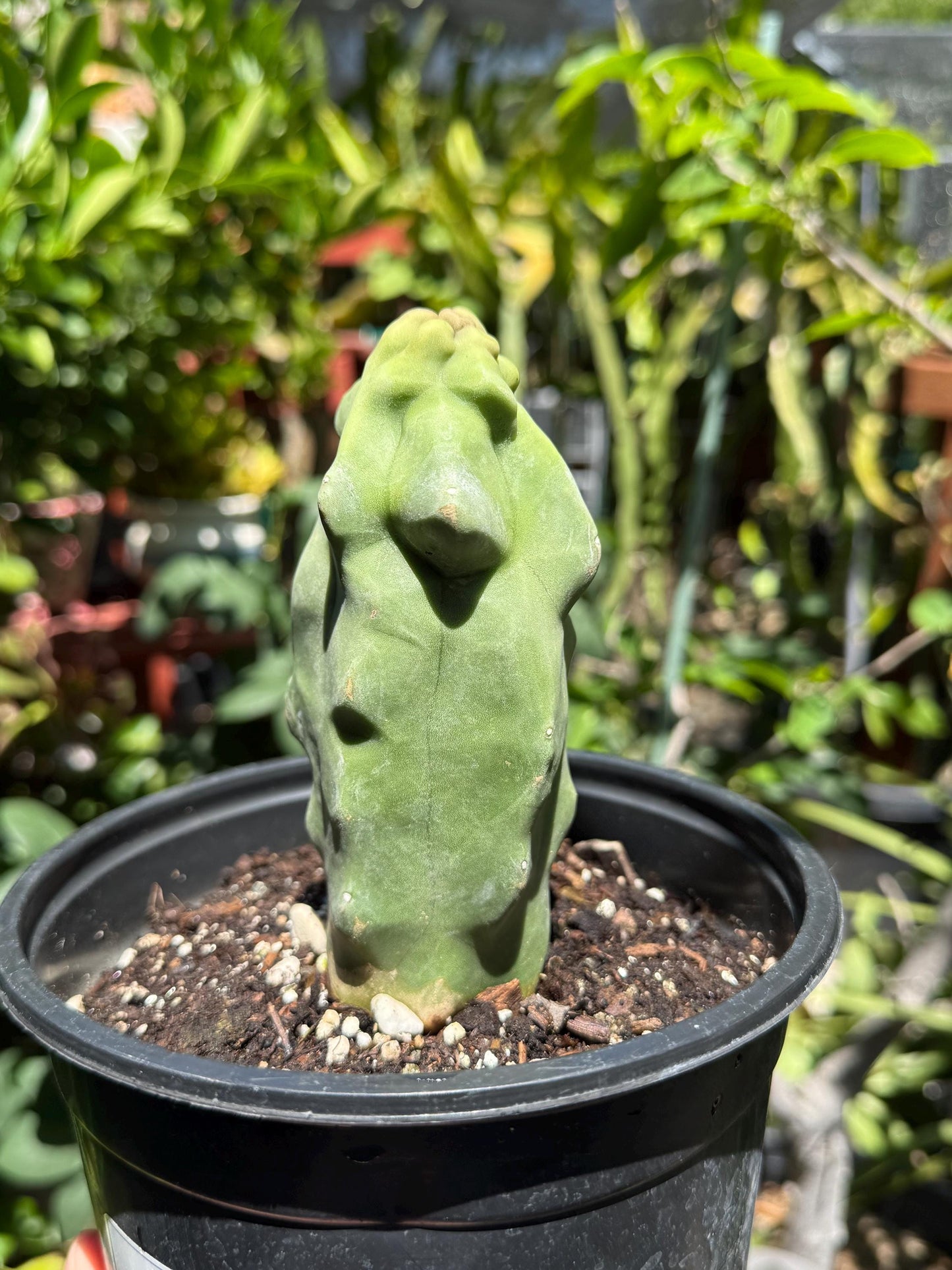 Pachycereus Schottii Monstrosus (Totem Pole) Cactus ROOTED Live Plant Thornless 5" to 7" tall