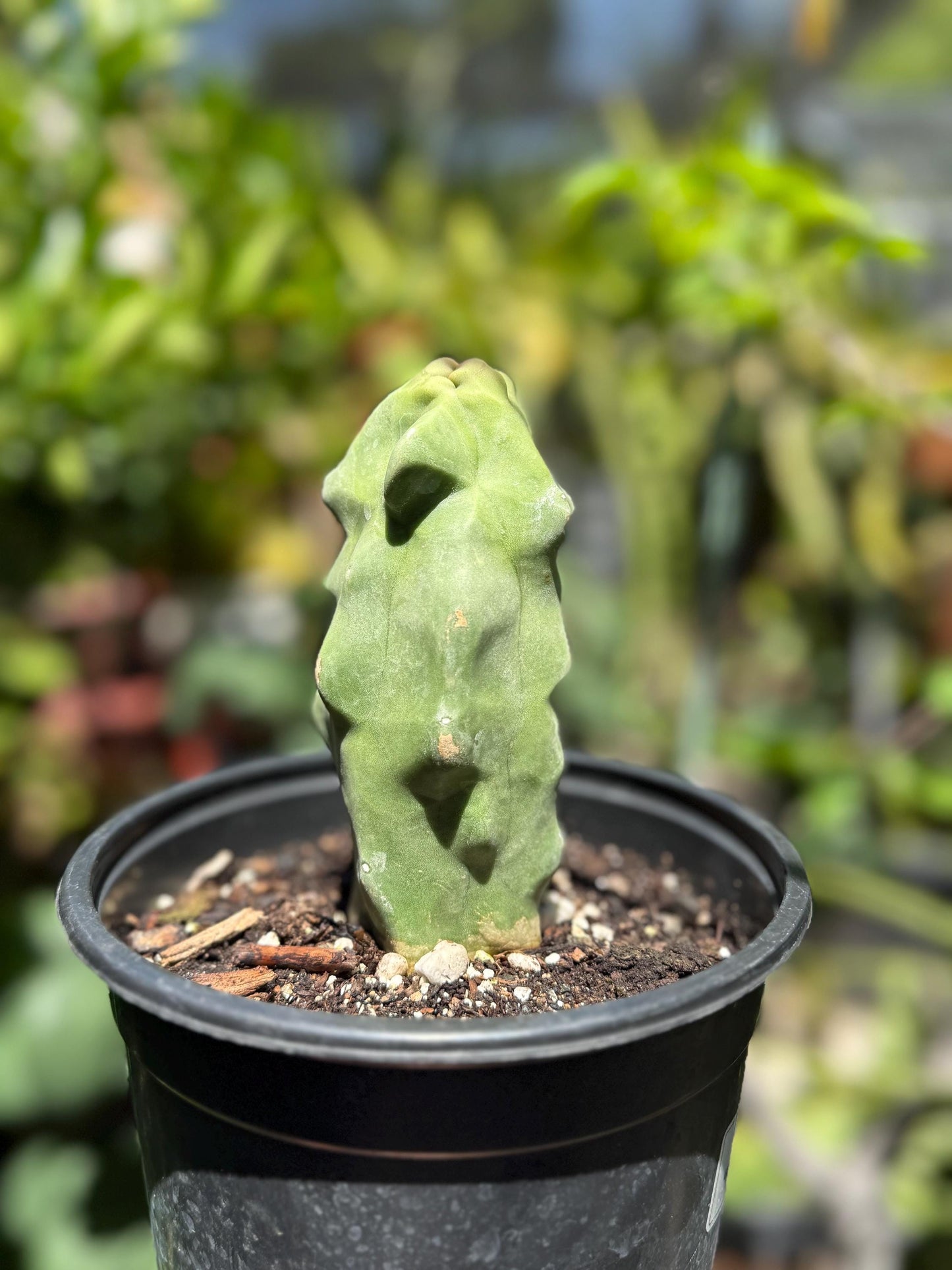 Pachycereus Schottii Monstrosus (Totem Pole) Cactus ROOTED Live Plant Thornless 5" to 7" tall