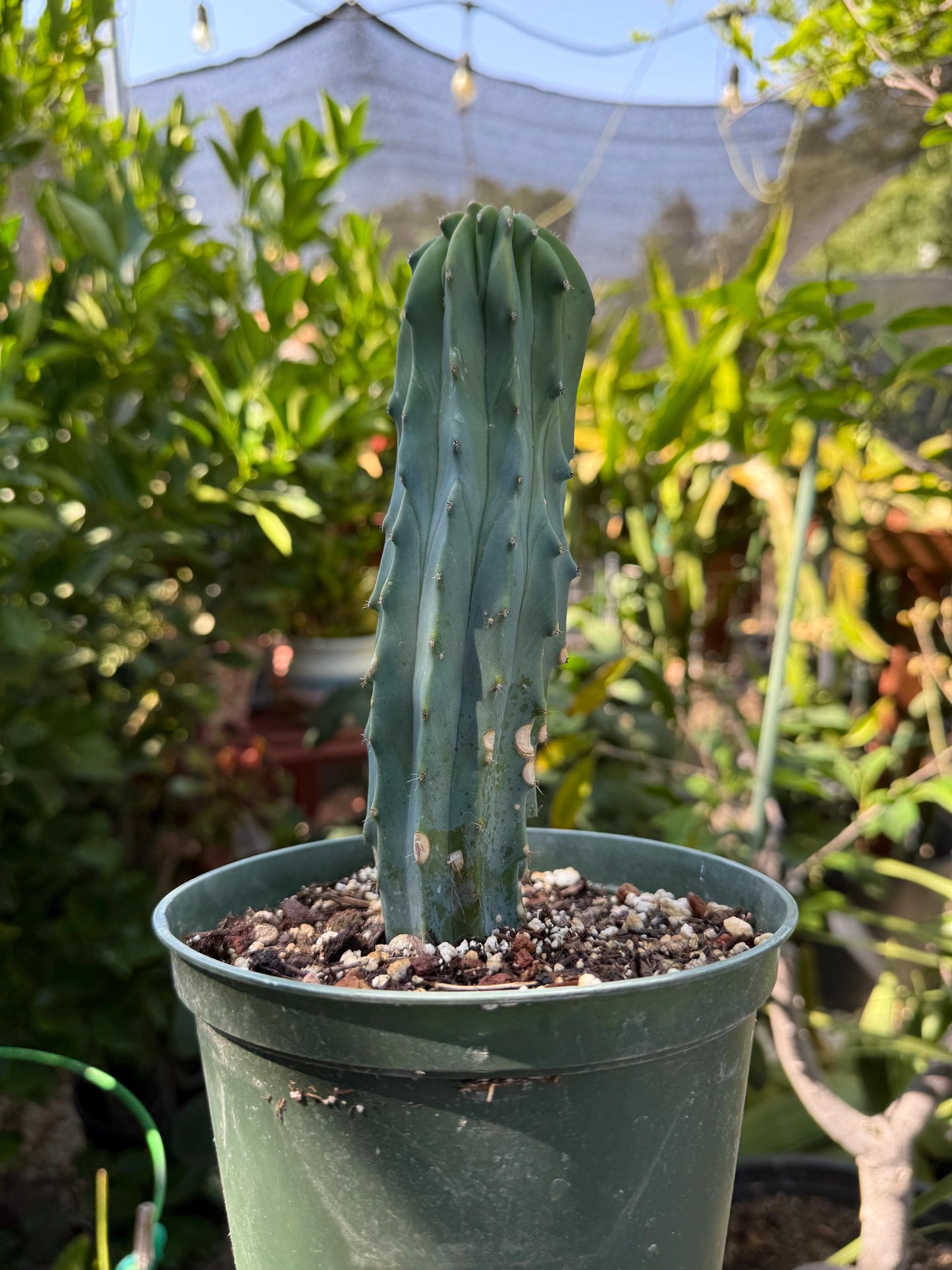 Myrtillocactus geometrizans ‘Blue Candle Cactus’, Live Plant