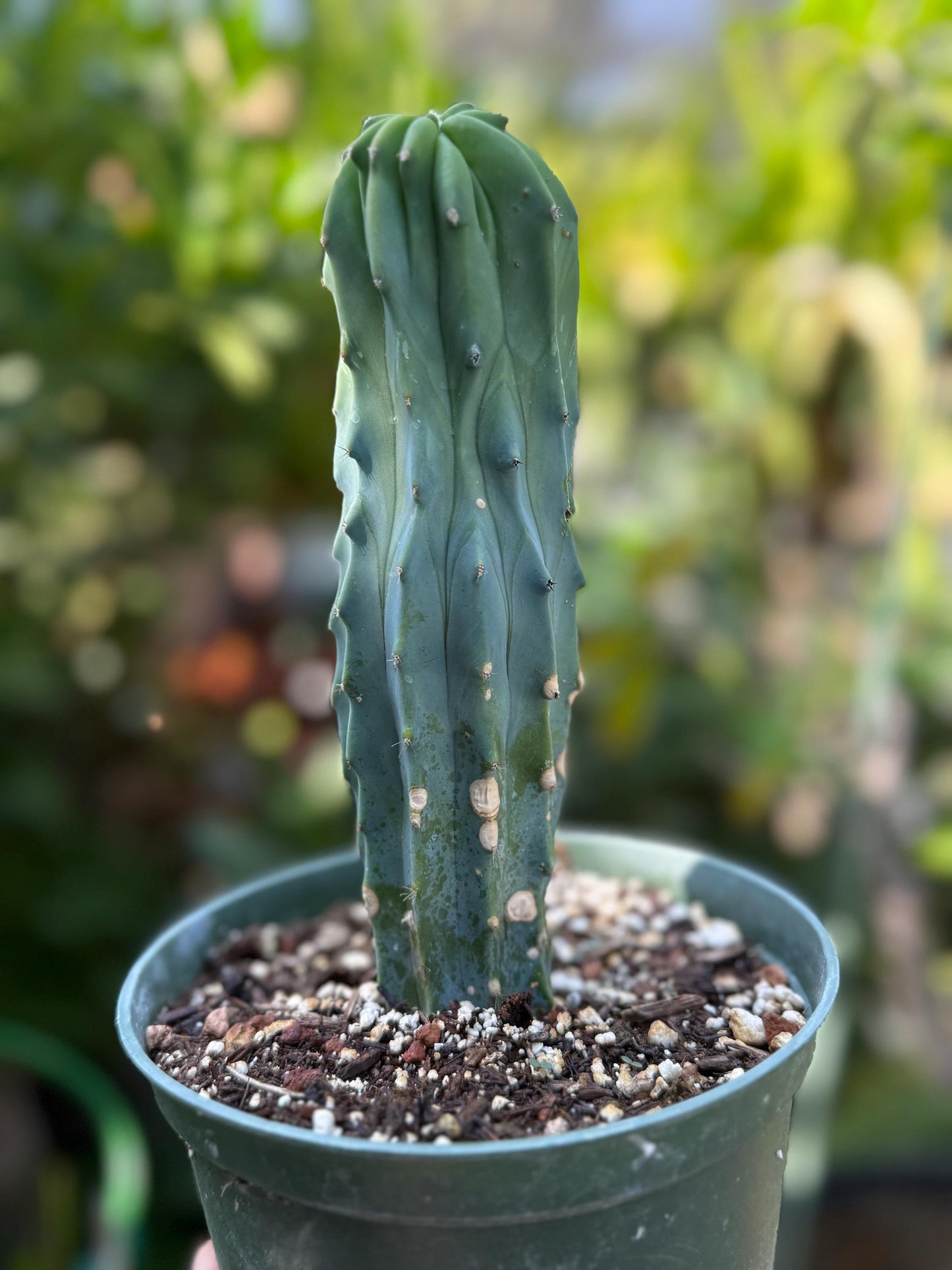 Myrtillocactus geometrizans ‘Blue Candle Cactus’, Live Plant