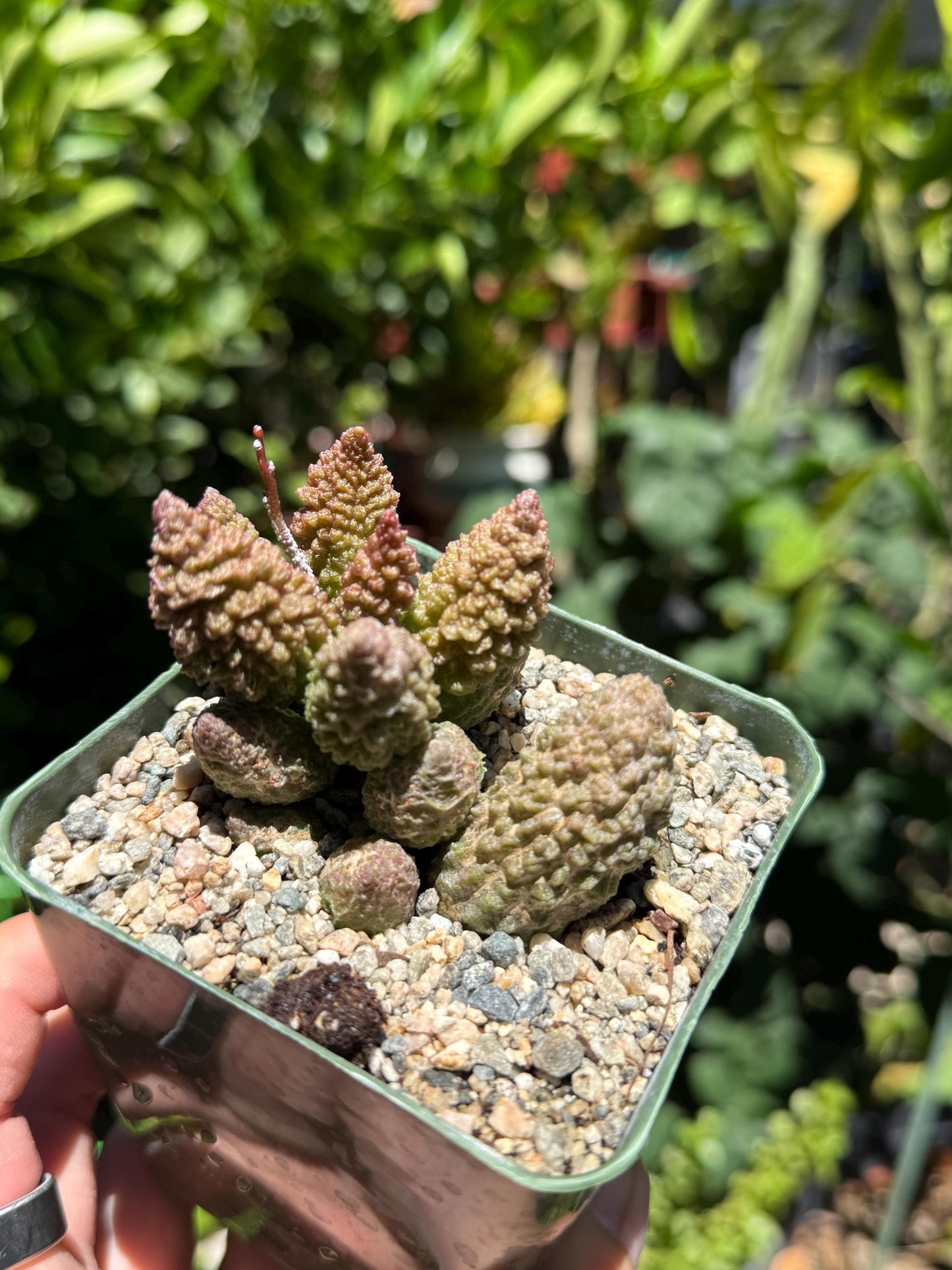 Adromischus marianiae herrei, ‘Red Coral’, Live Plant, 4-inch pot