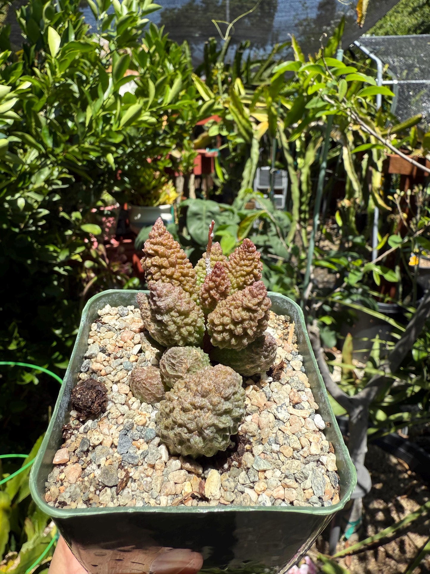 Adromischus marianiae herrei, ‘Red Coral’, Live Plant, 4-inch pot