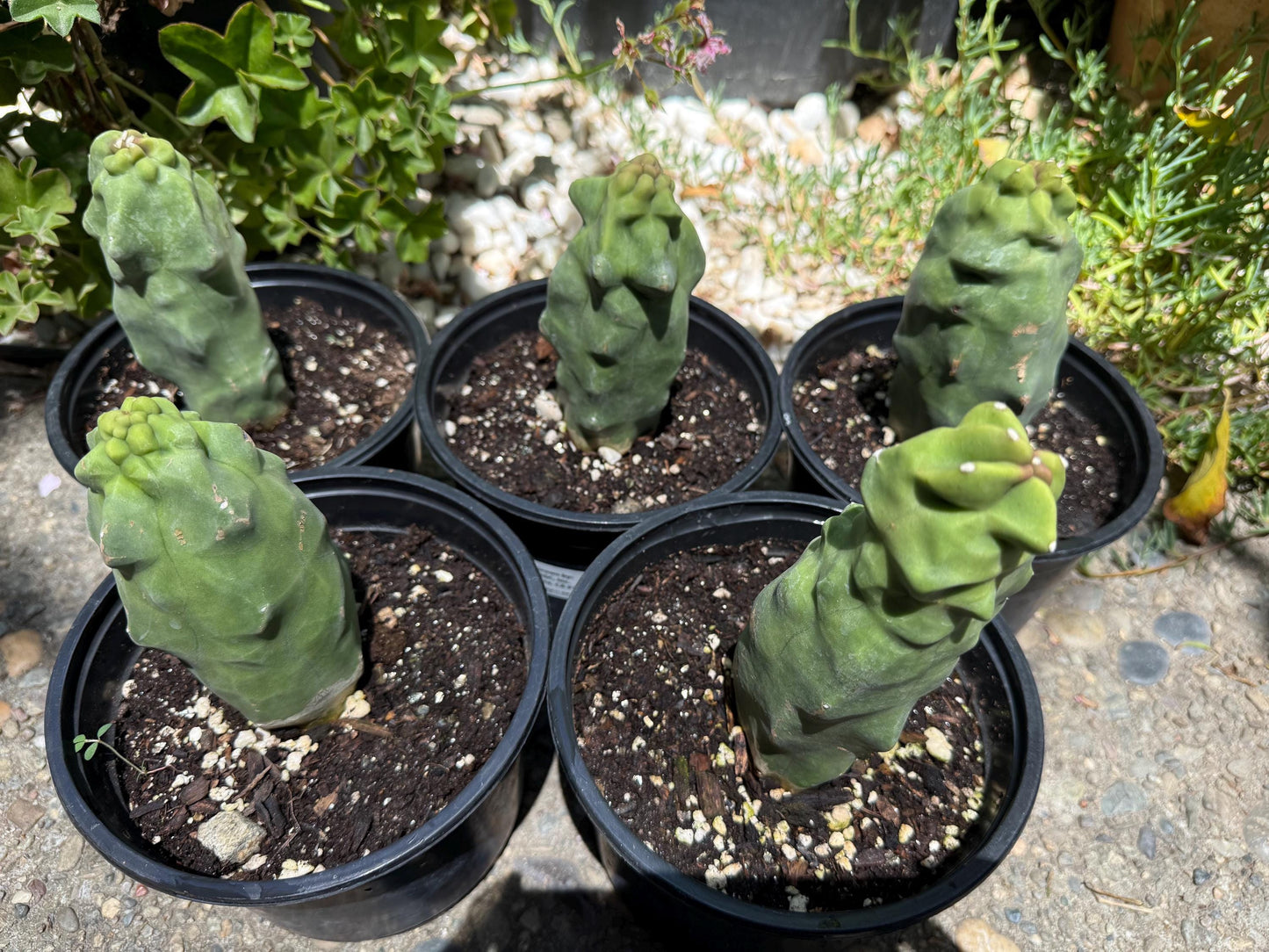 Pachycereus Schottii Monstrosus (Totem Pole) Cactus ROOTED Live Plant Thornless 5" to 7" tall