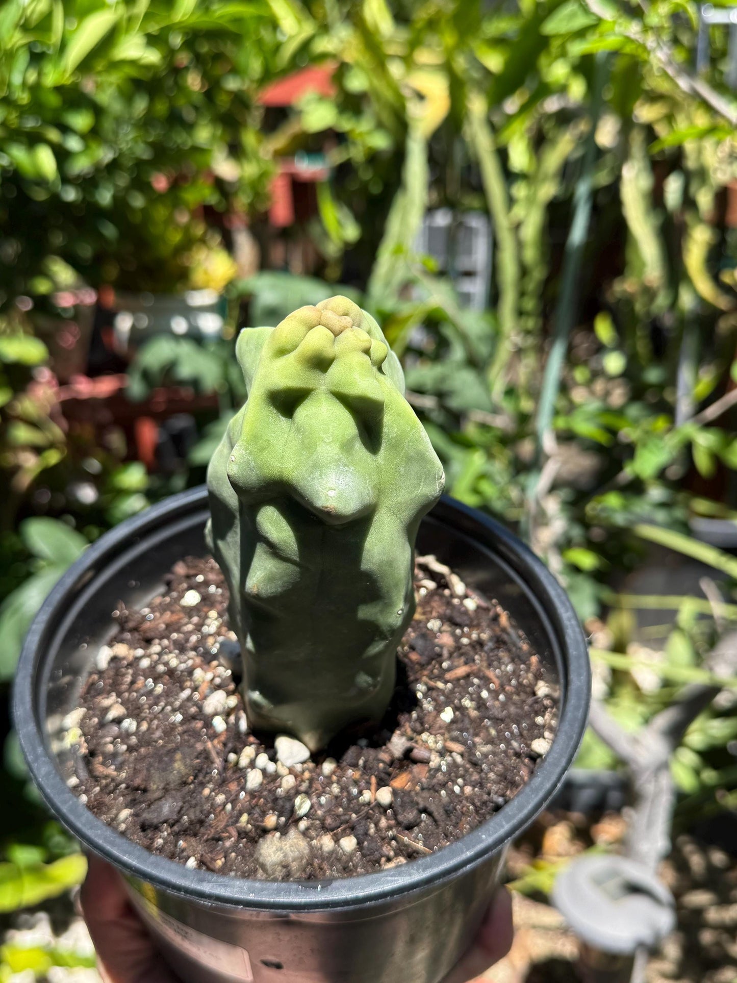Pachycereus Schottii Monstrosus (Totem Pole) Cactus ROOTED Live Plant Thornless 5" to 7" tall