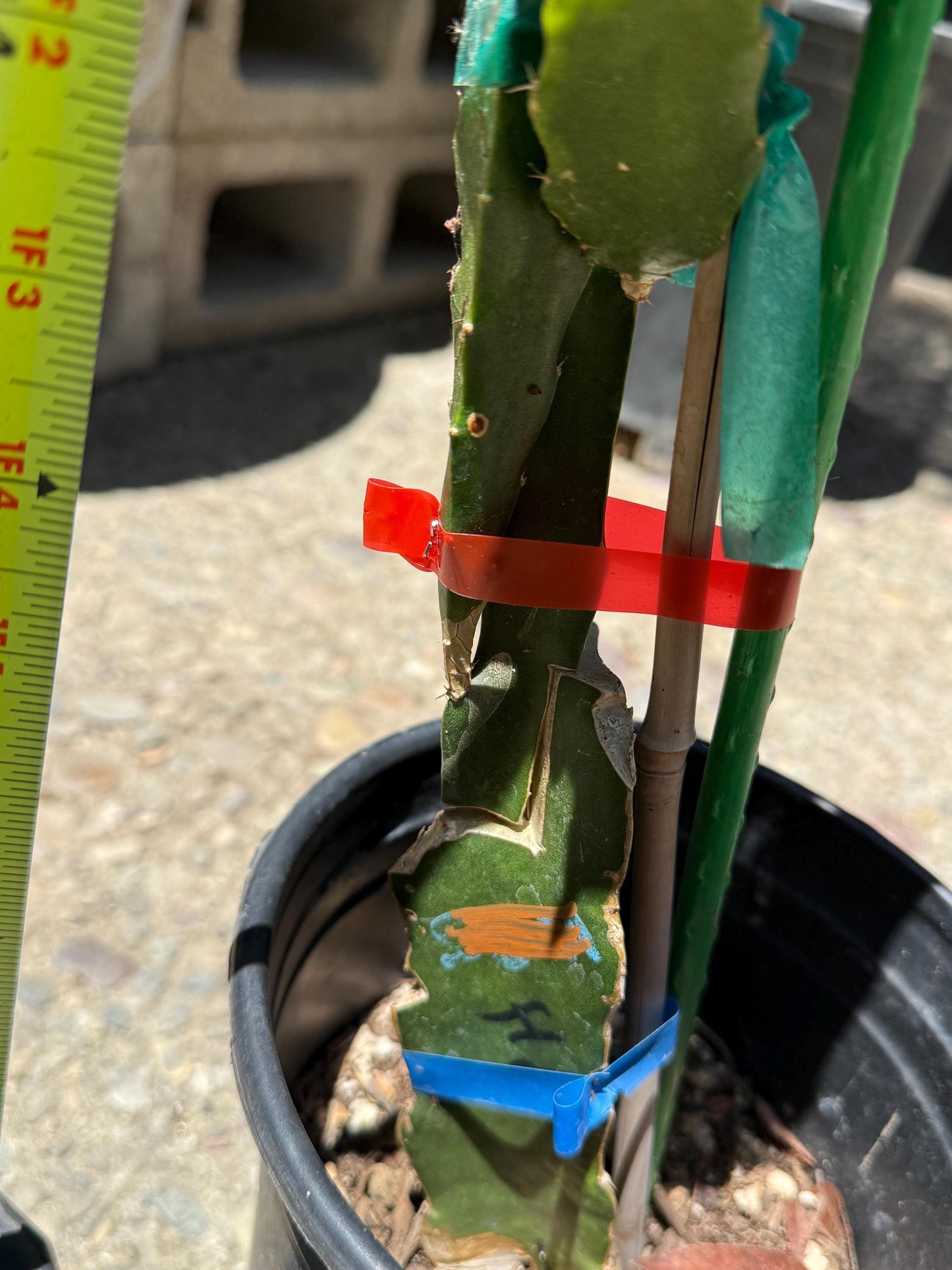 Amelie (Don Burnett ‘s hybrid) grafted dragon fruit live plant