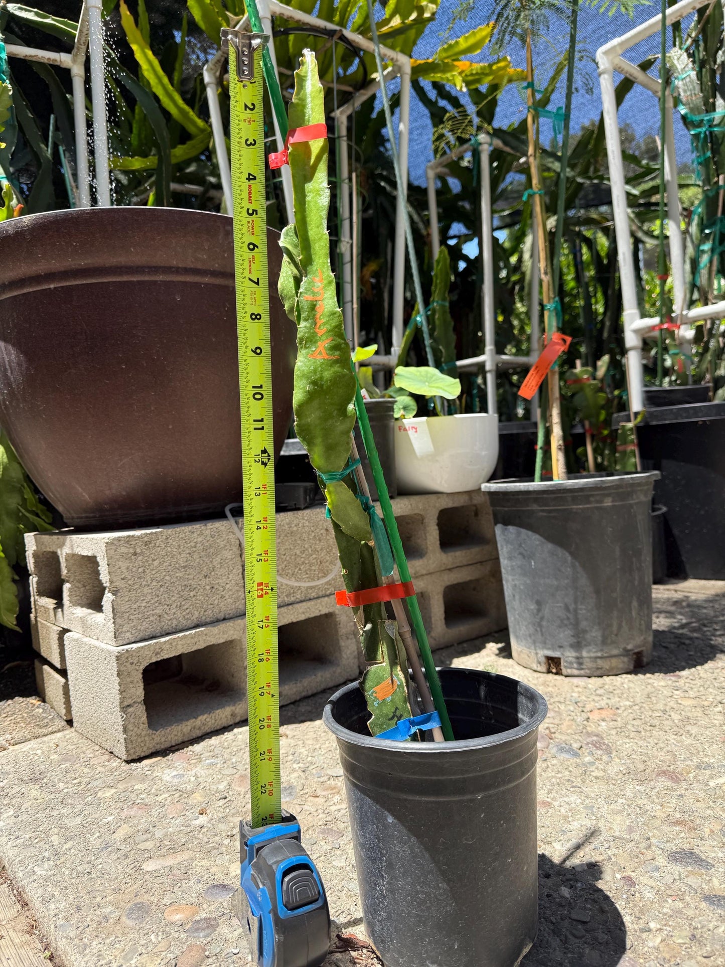 Amelie (Don Burnett ‘s hybrid) grafted dragon fruit live plant