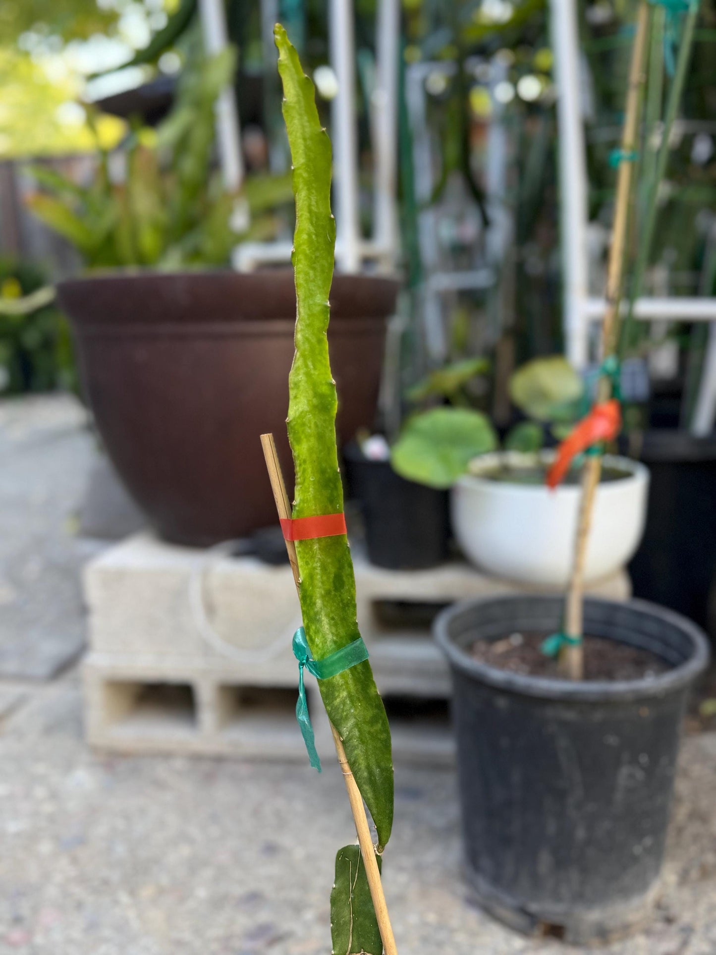 Stella (Don Burnett ‘s hybrid) grafted dragon fruit live plant
