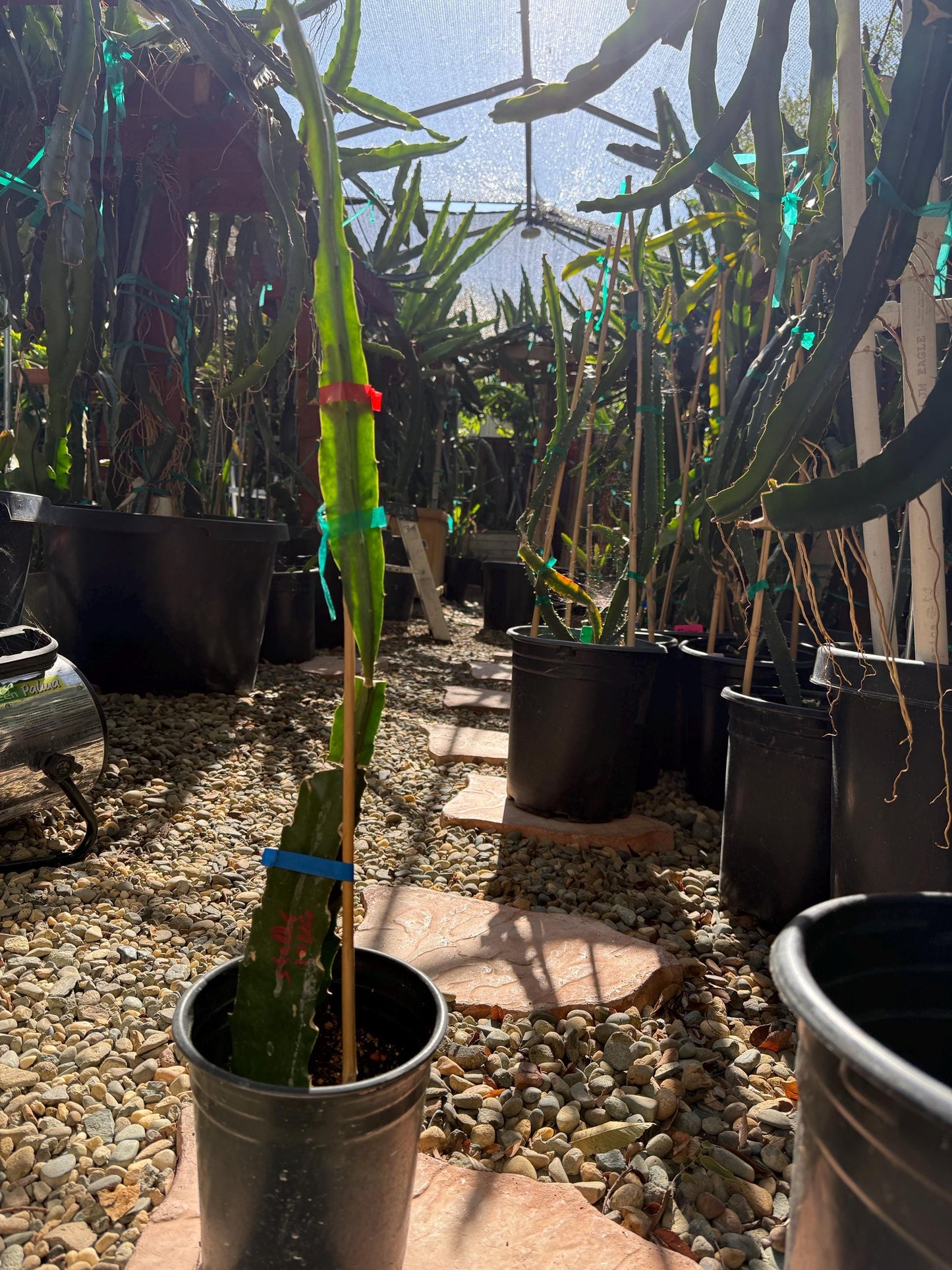 Stella (Don Burnett ‘s hybrid) grafted dragon fruit live plant